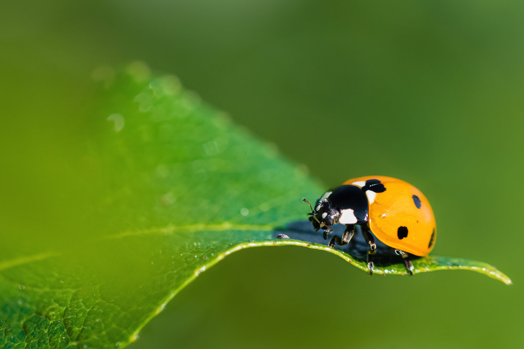 Valokuvaaja: Risto Lavi
