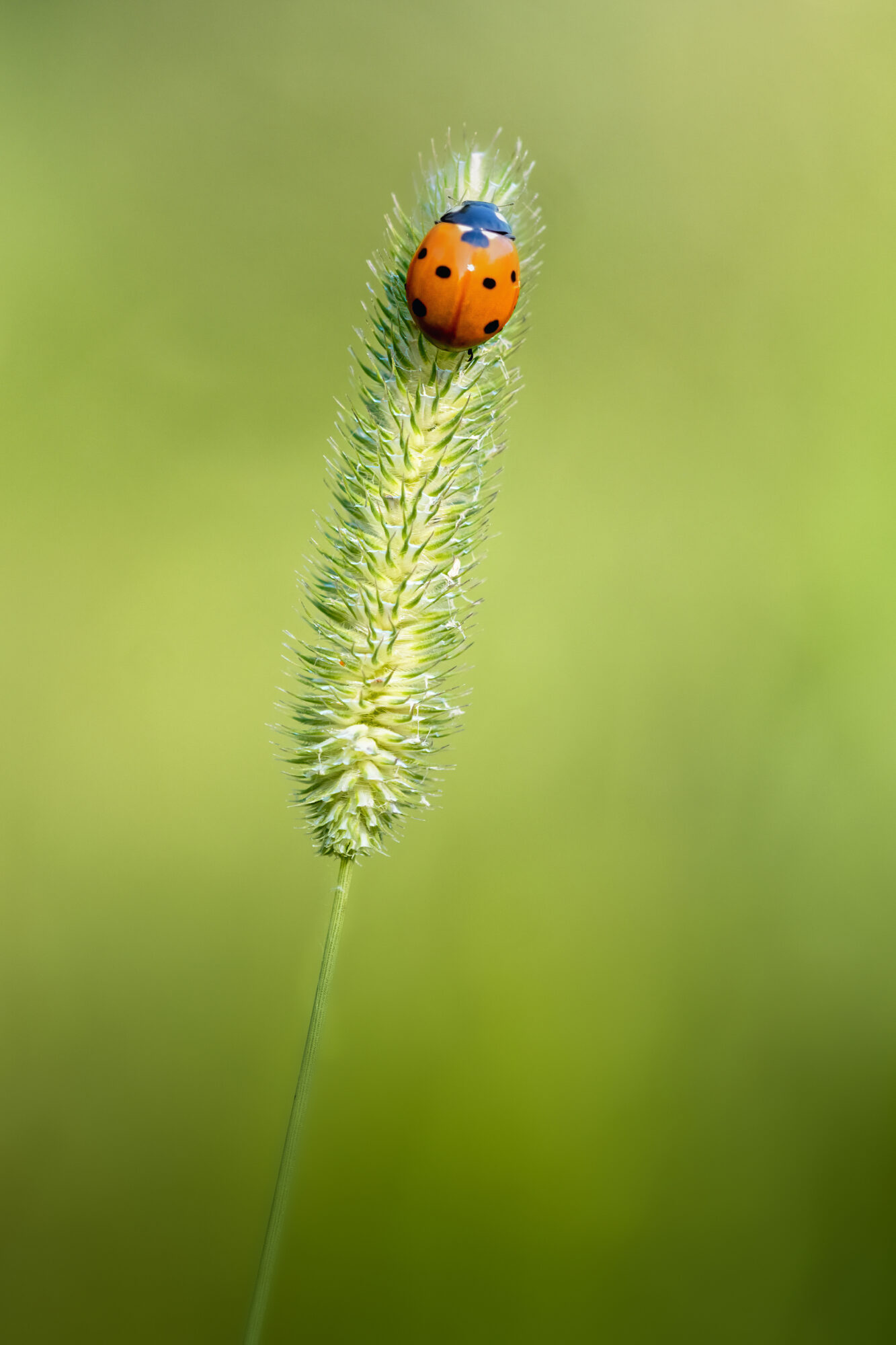 Valokuvaaja: Risto Lavi