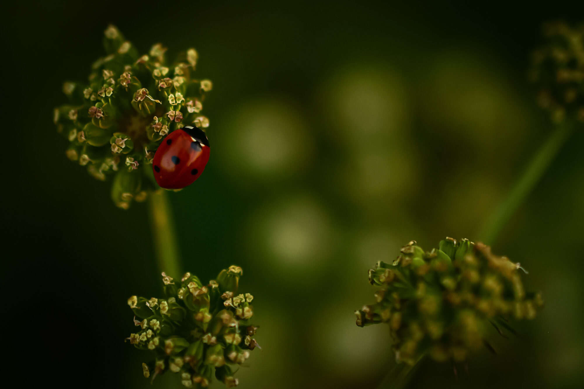 Valokuvaaja: Senja Aarnio-Rämä Valokuvaaja: Senja Aarnio-Rämä