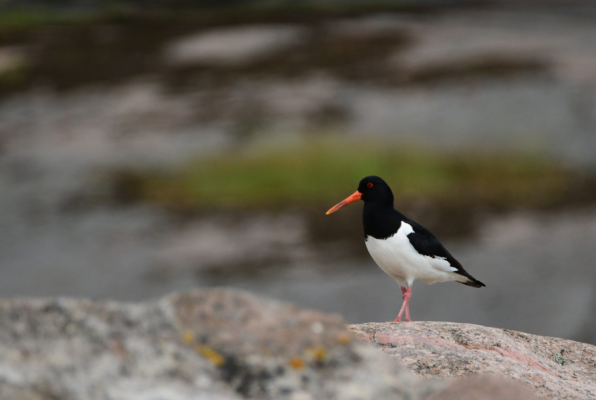 Valokuvaaja: Senja Aarnio-Rämä