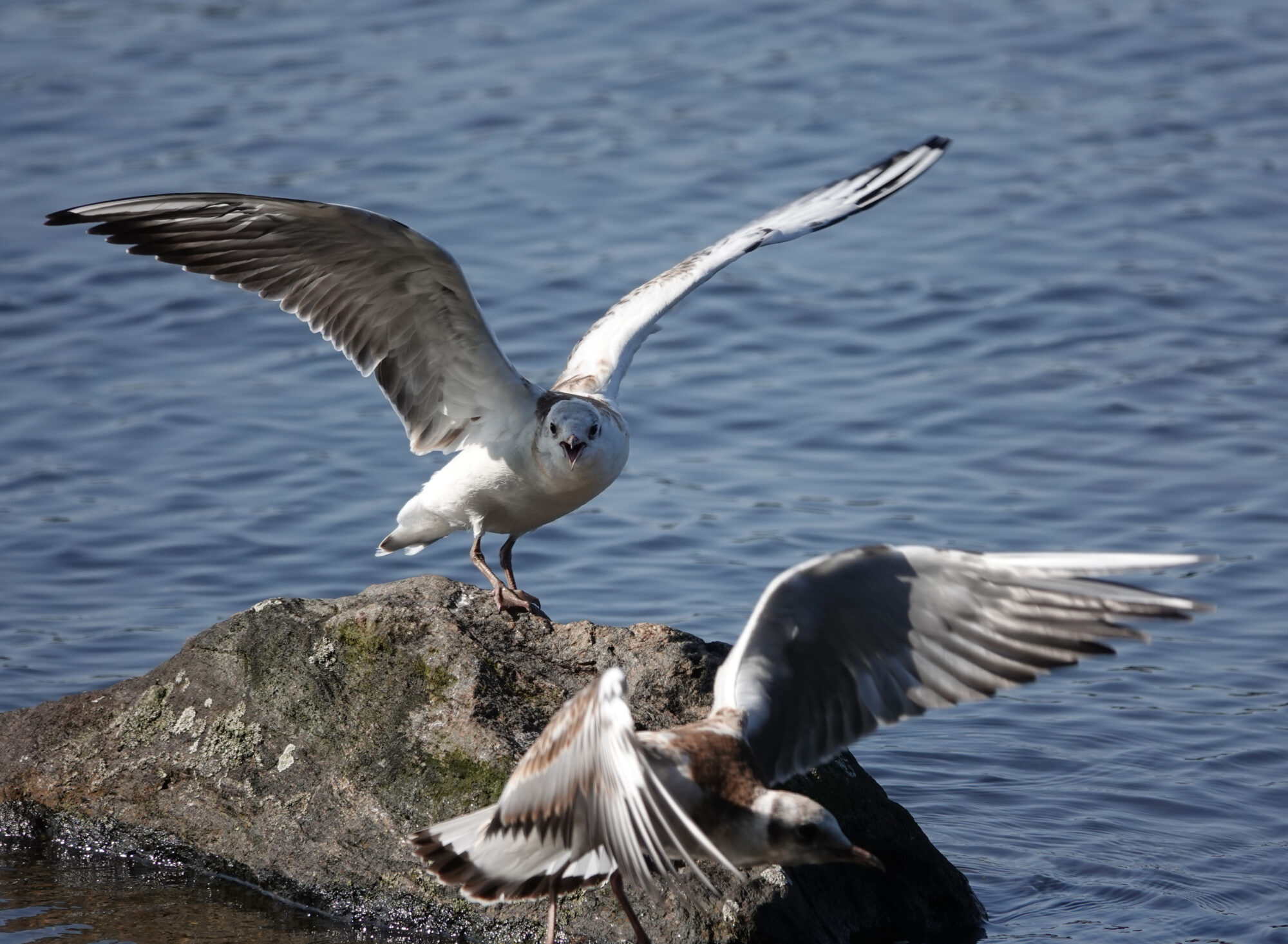 Valokuvaaja: Eero Peltonen