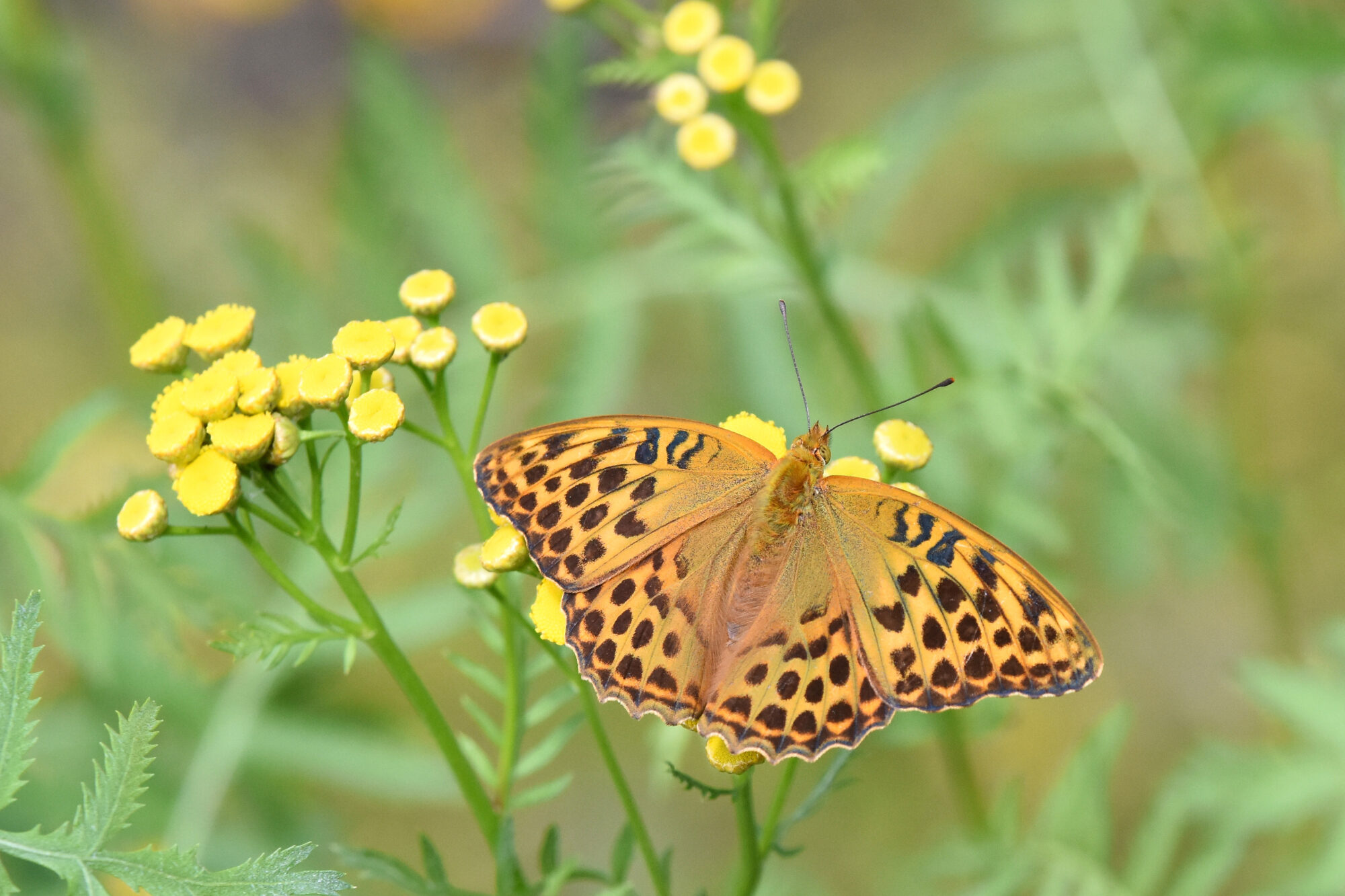 Valokuvaaja: Antti Kaskinen