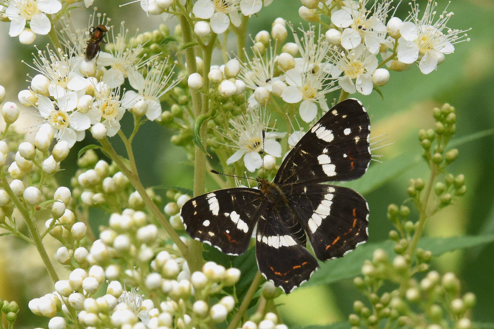 Valokuvaaja: Antti Kaskinen