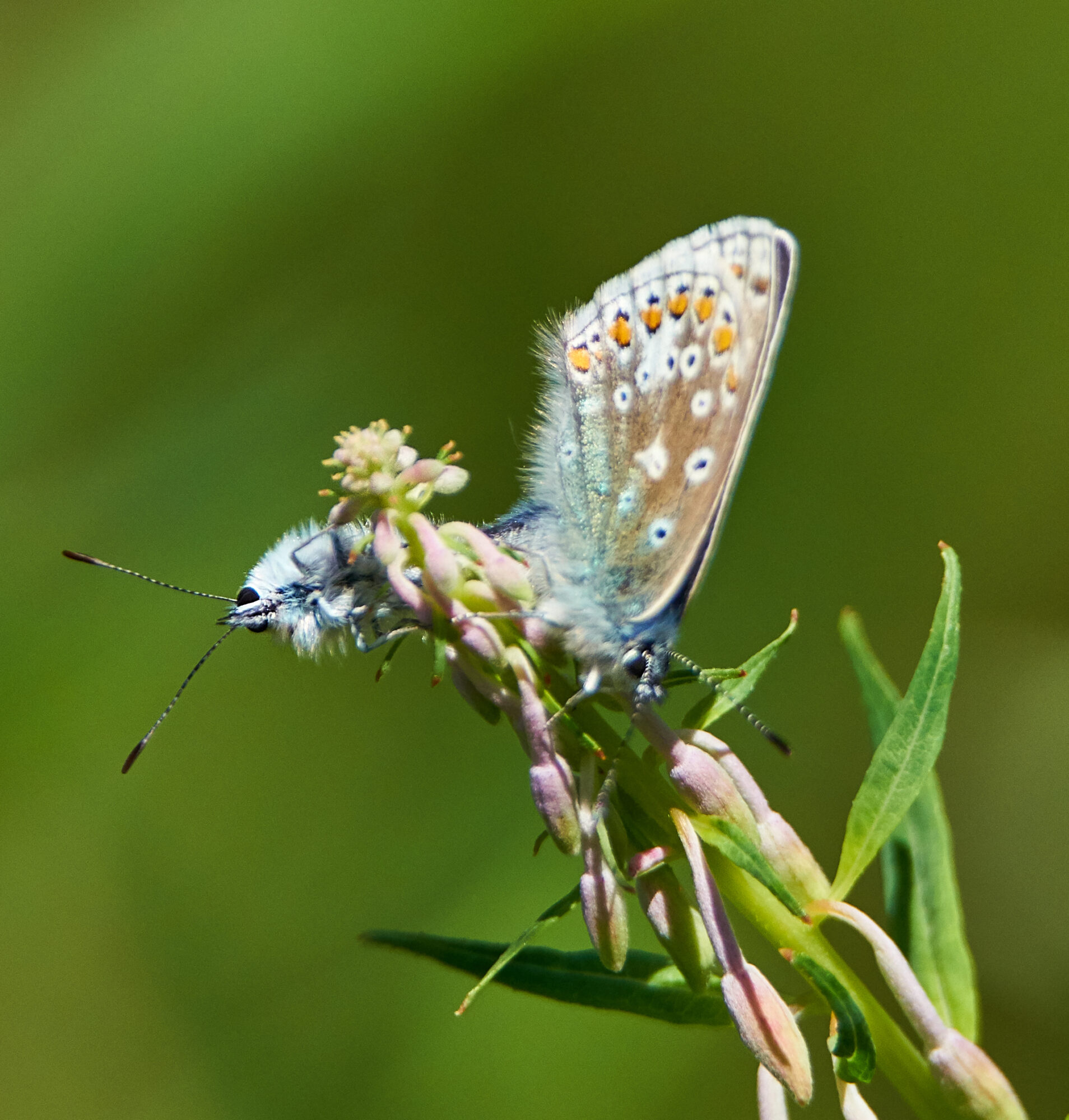 Valokuvaaja: Tarja Kouvo
