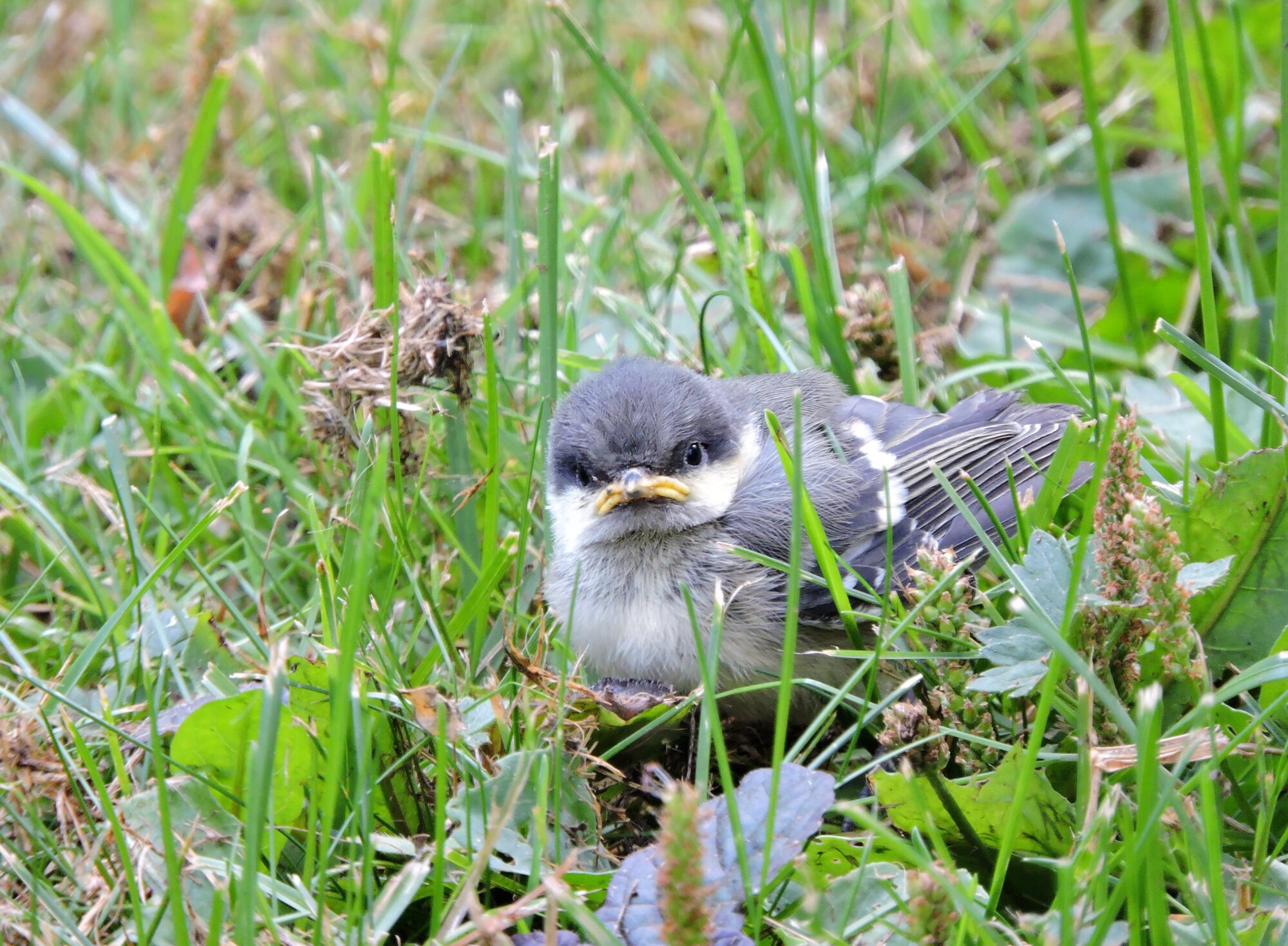 Valokuvaaja: Mervi Kaasalainen
