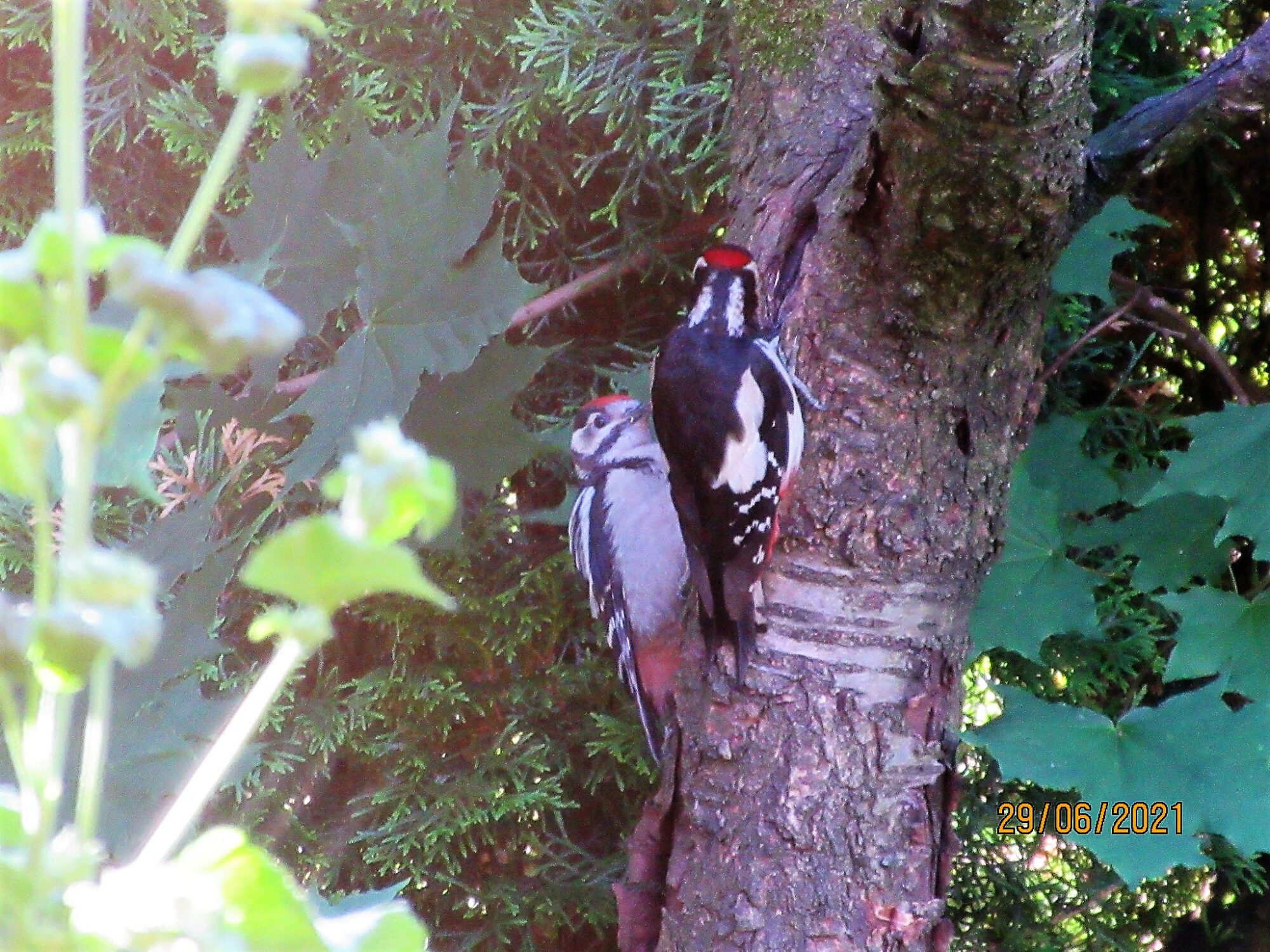 Valokuvaaja: Jouko Komulainen