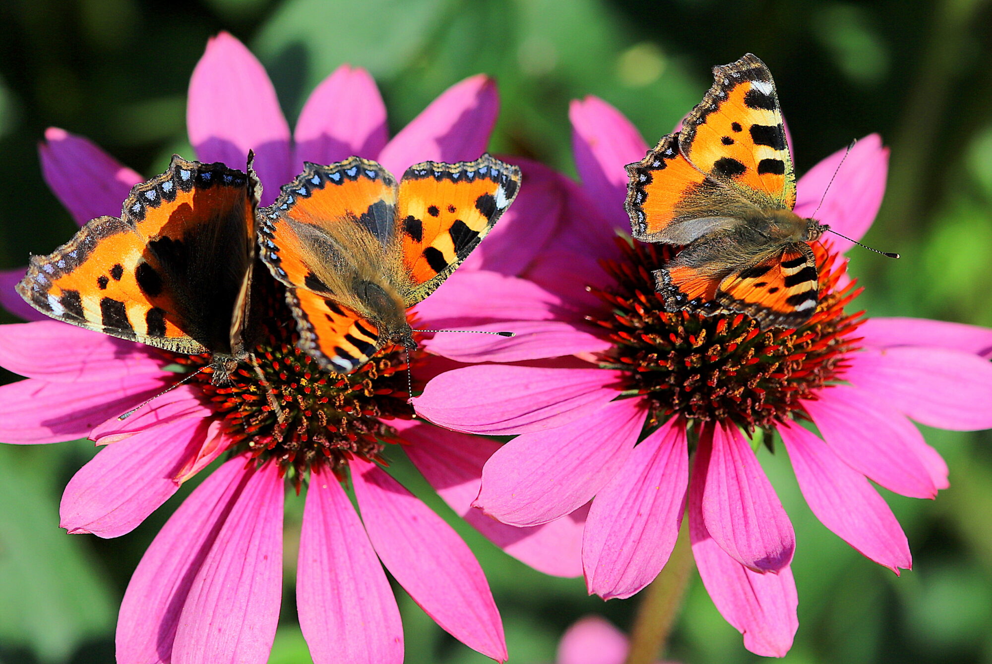 Valokuvaaja: sirpa jyske
