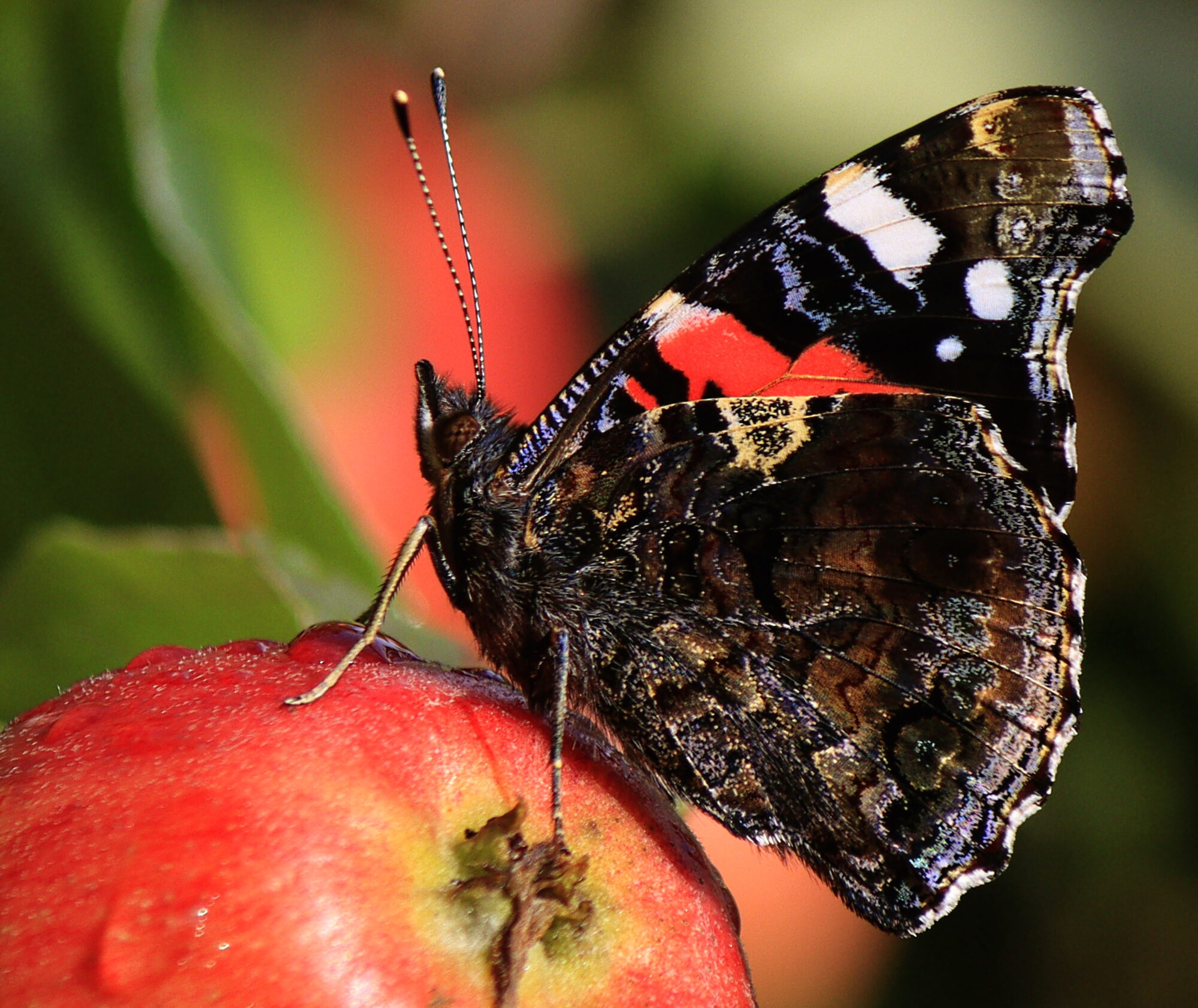 Valokuvaaja: Ritva Nieminen