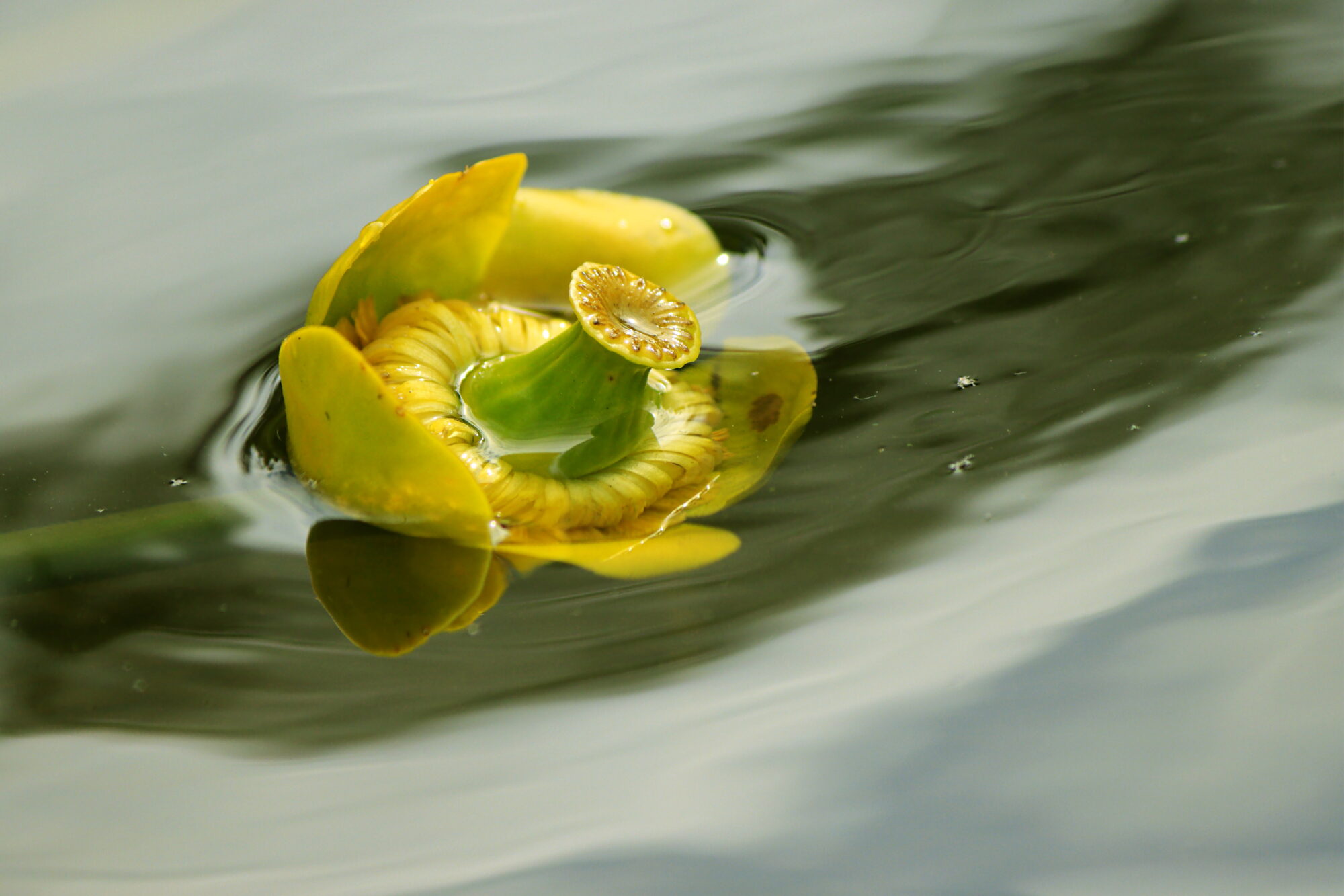 Valokuvaaja: Ritva Nieminen