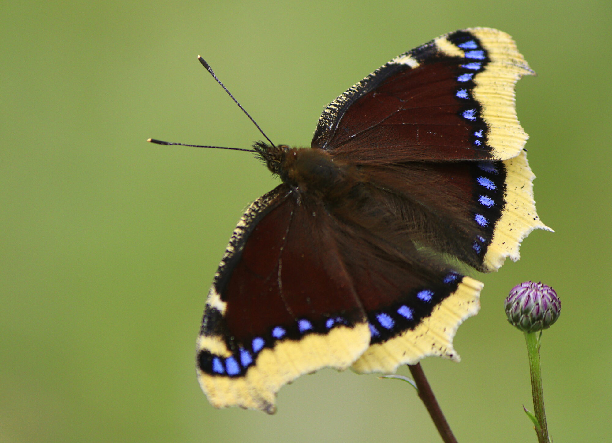 Valokuvaaja: Ritva Nieminen