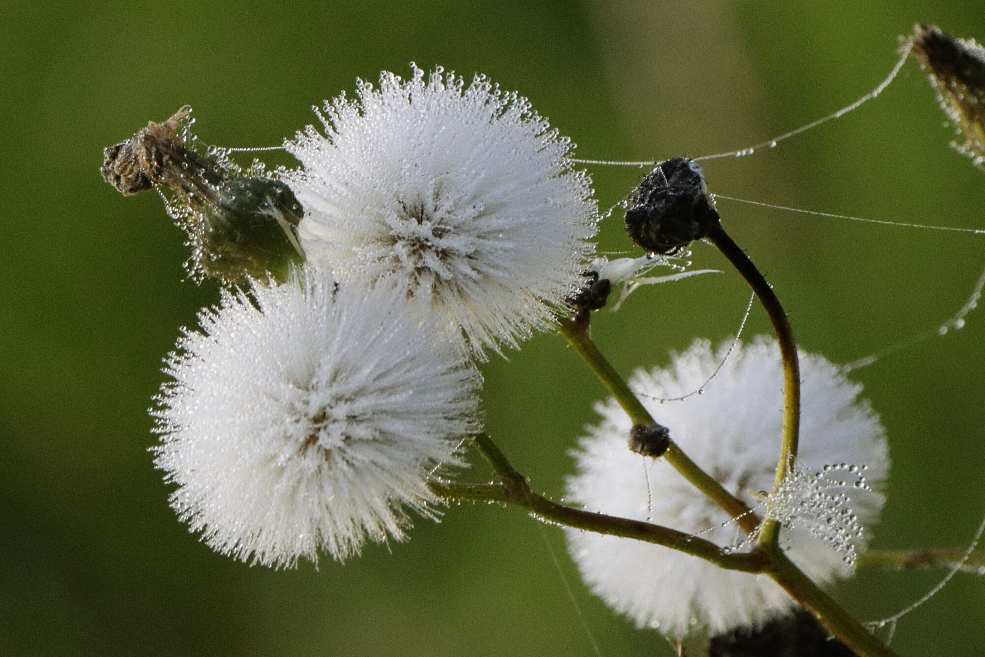 Valokuvaaja: Ritva Nieminen