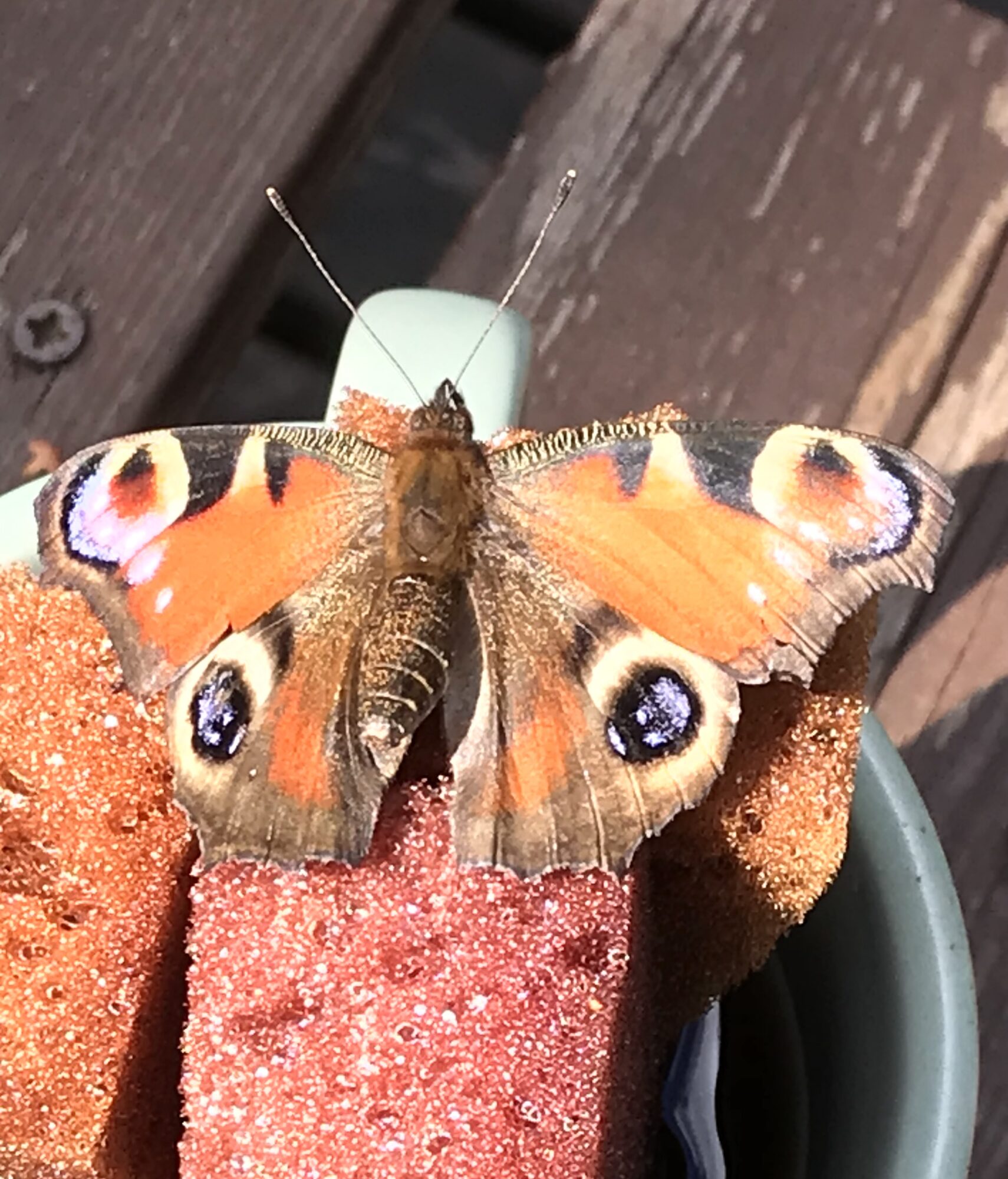 Valokuvaaja: Liisa Niiva-Korpela