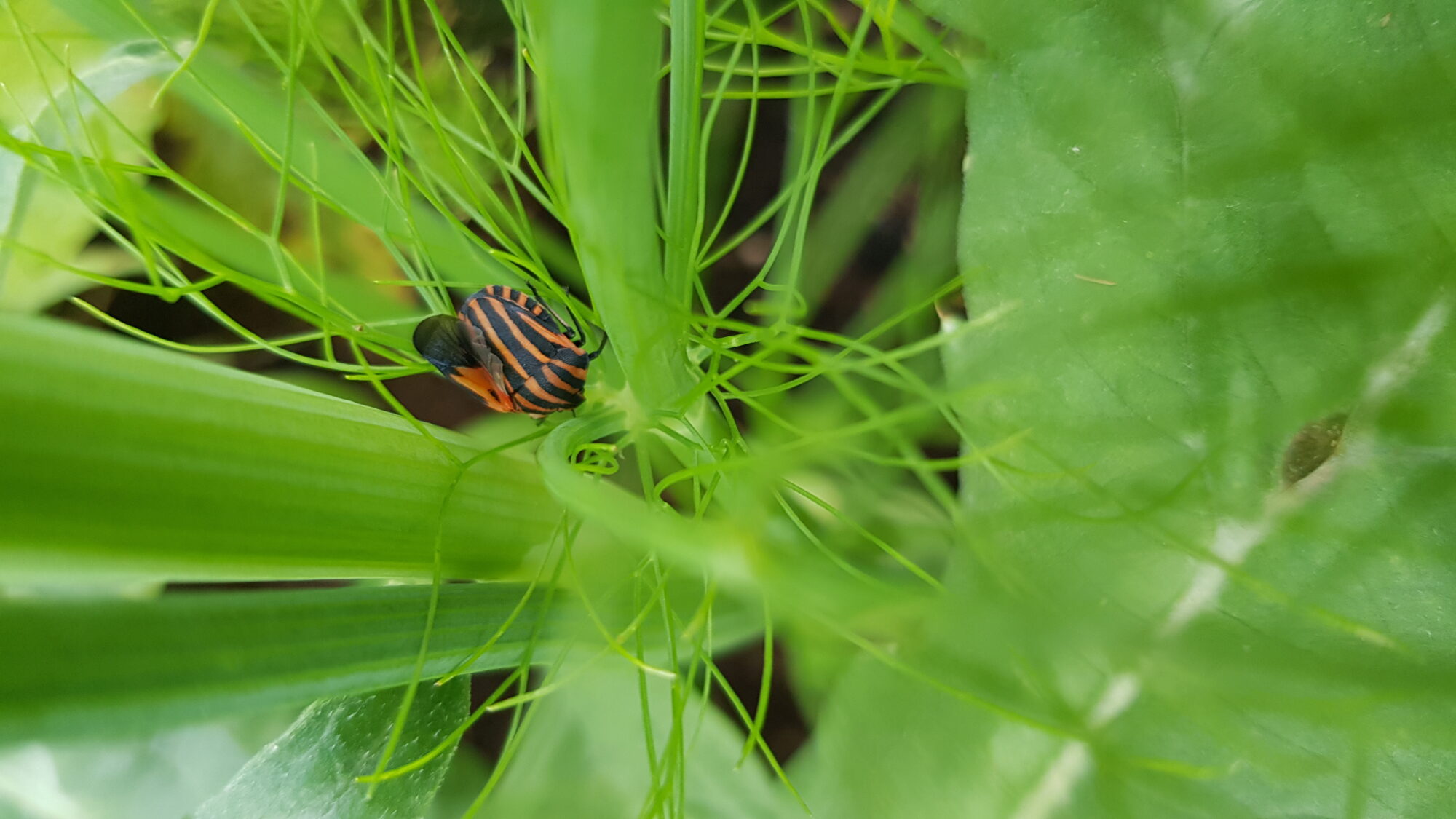 Valokuvaaja: Seni Korhonen