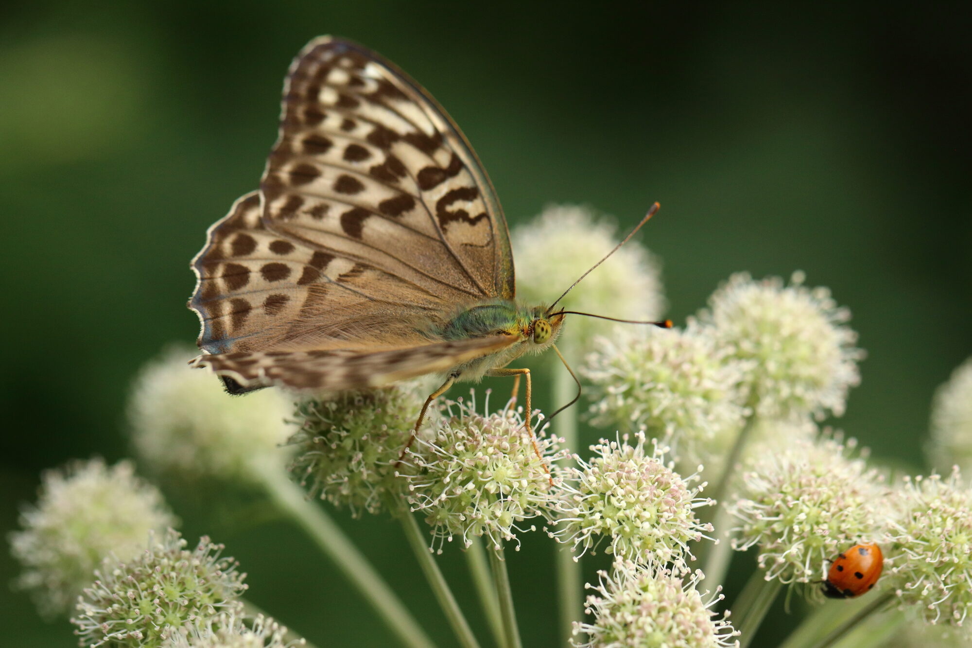 Valokuvaaja: Kimmo Jalkanen