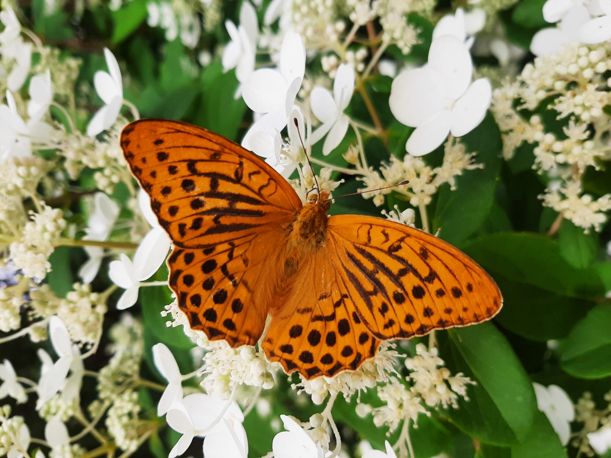 Valokuvaaja: Kaija Lindström