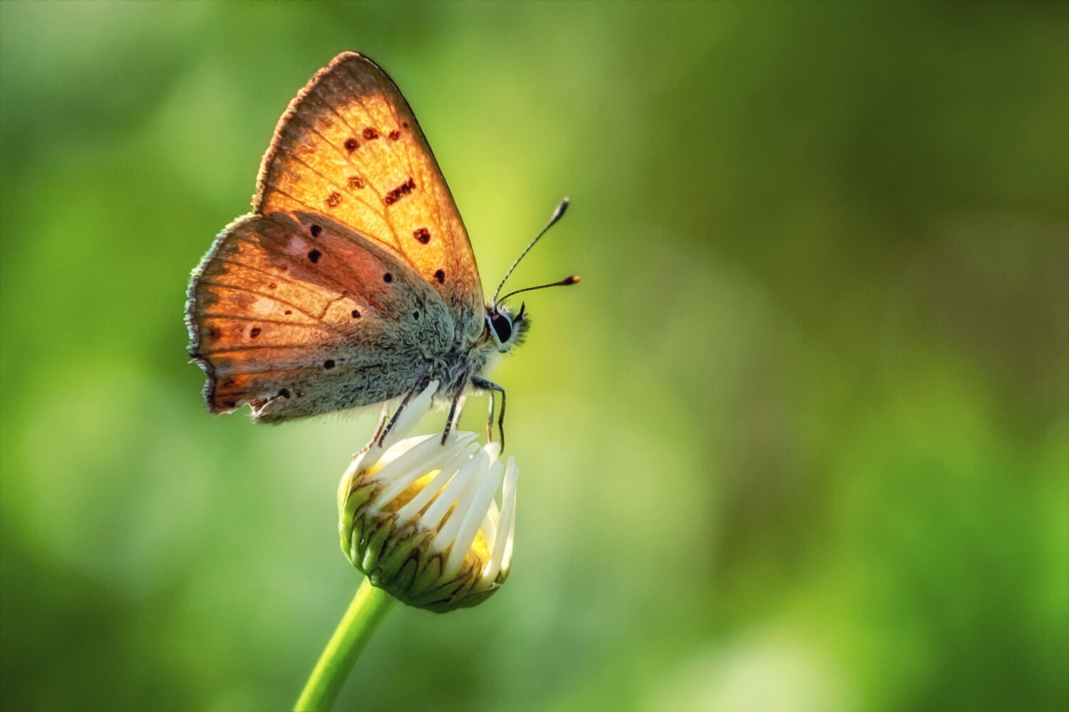 Valokuvaaja: Kimmo Sääskilahti