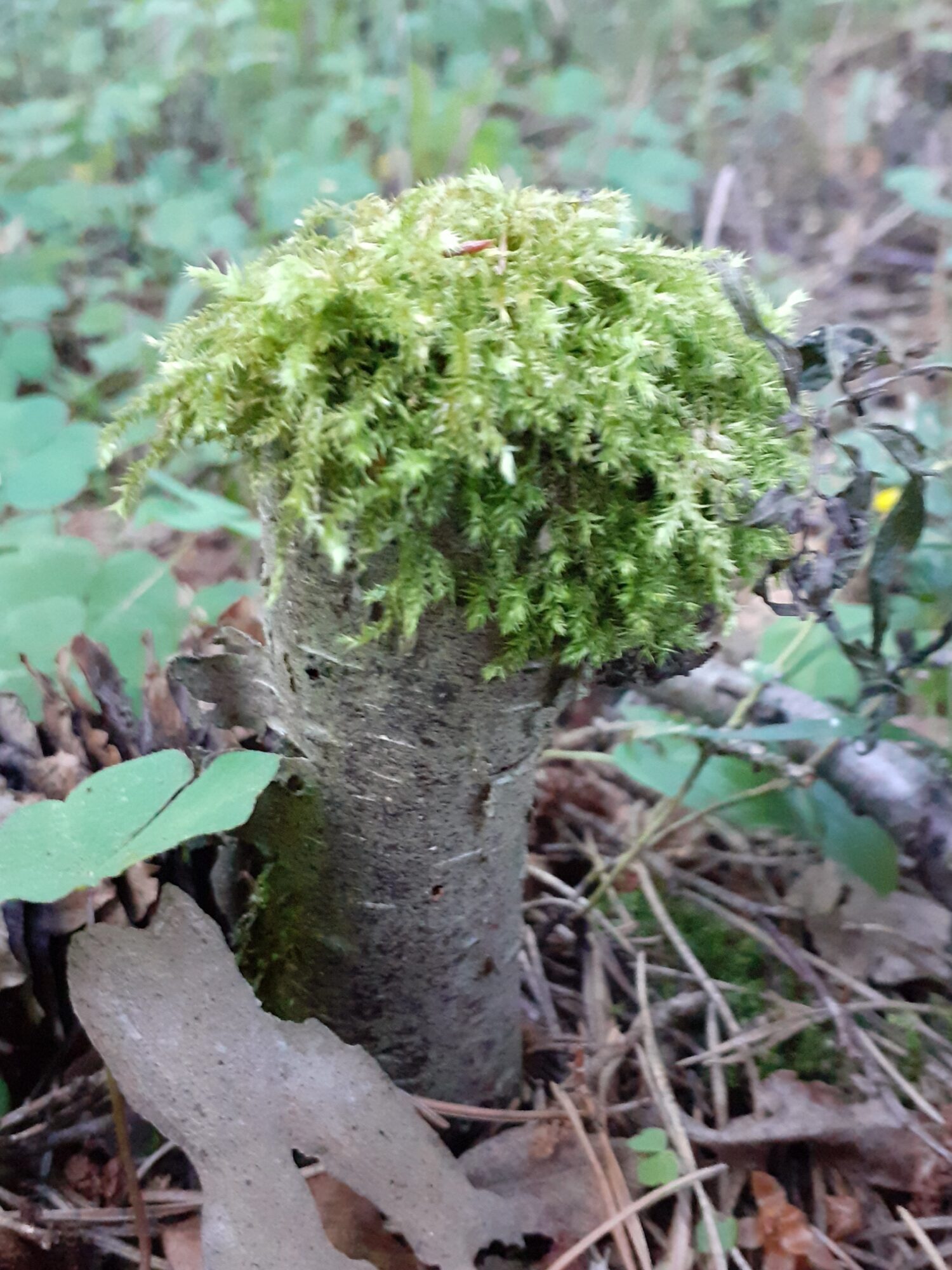 Valokuvaaja: Maarit Pietiläinen