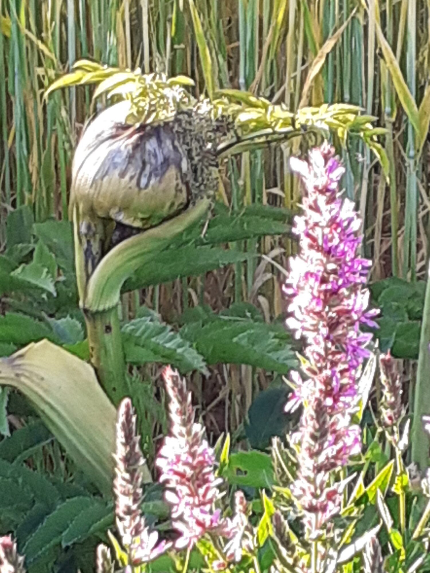 Valokuvaaja: Maarit Pietiläinen