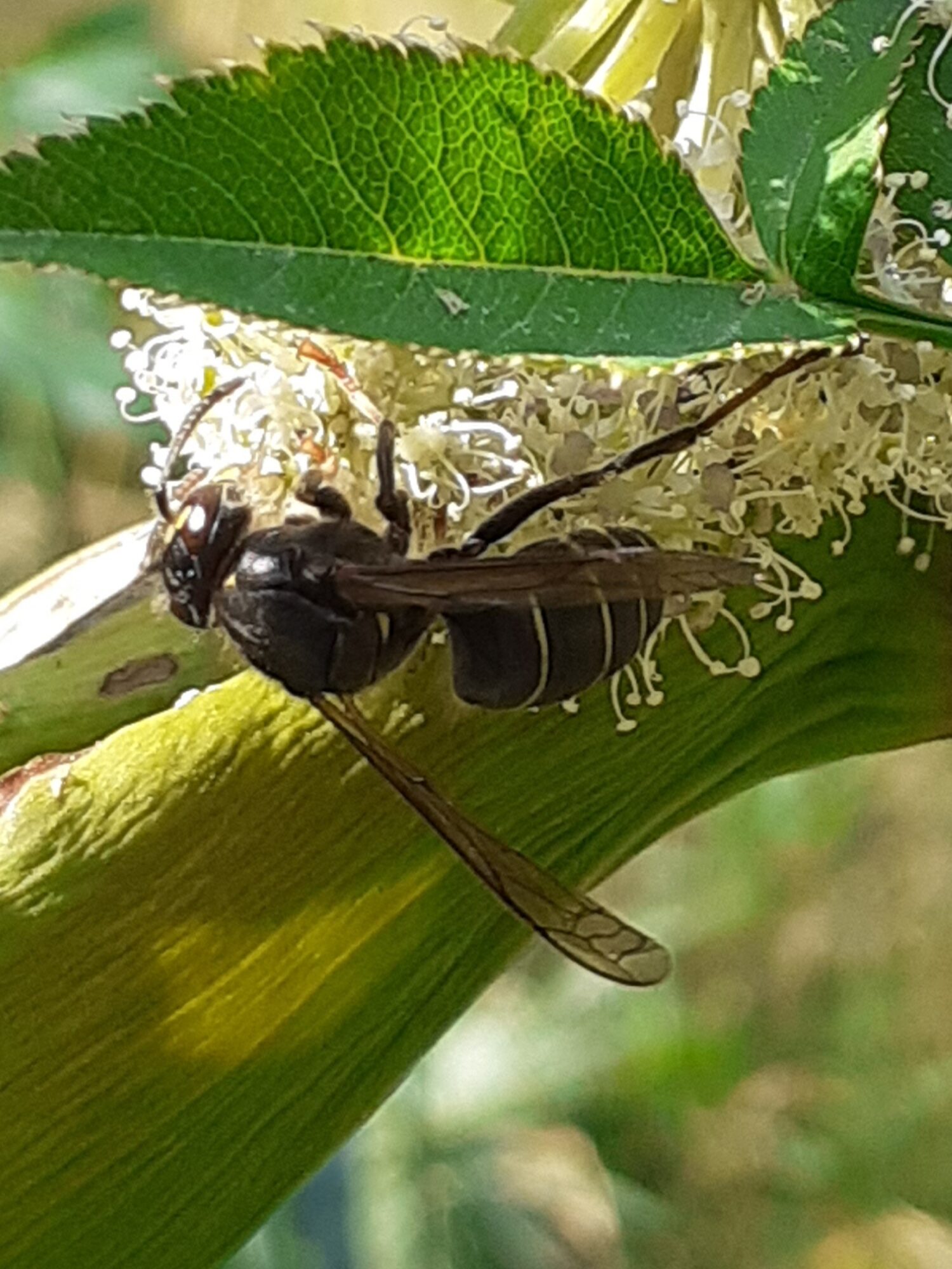 Valokuvaaja: Maarit Pietiläinen
