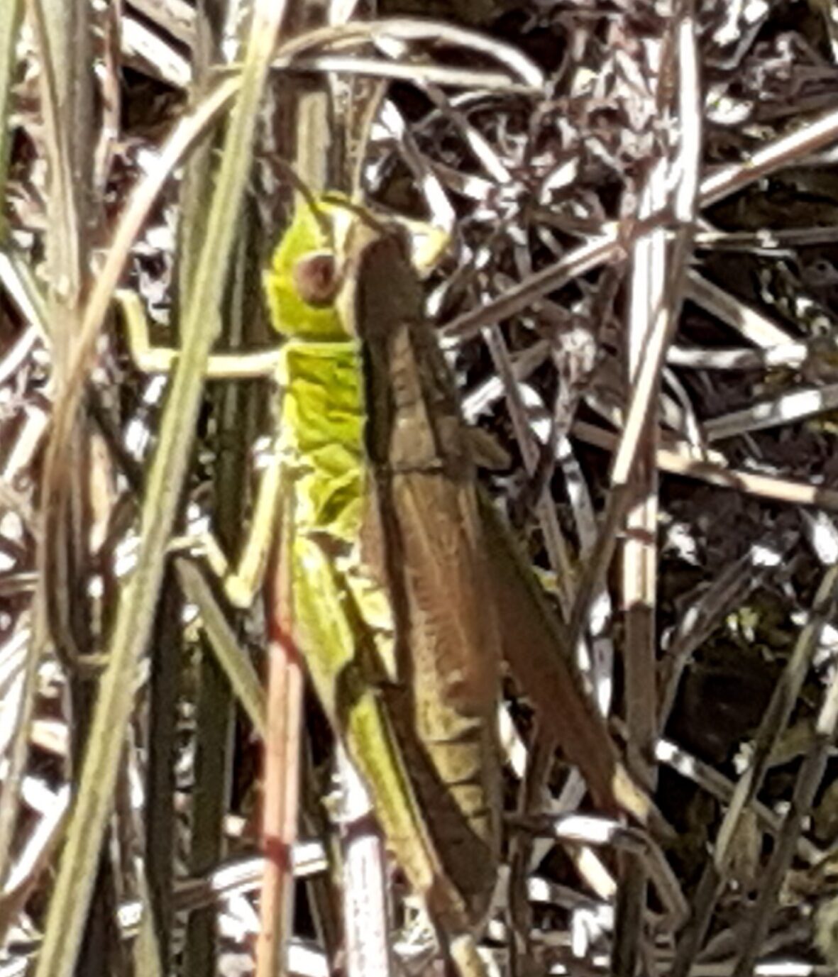 Valokuvaaja: Maarit Pietiläinen