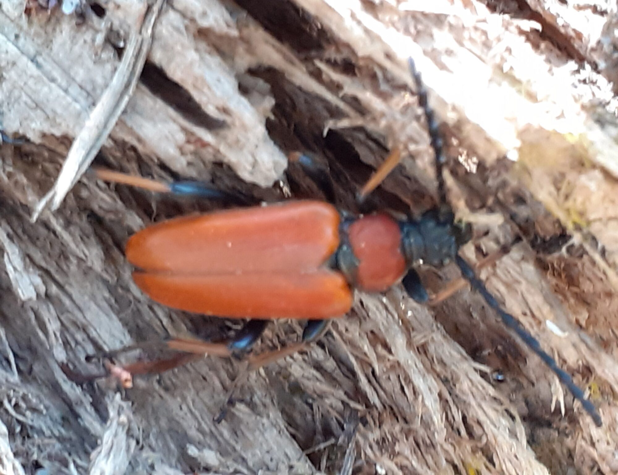 Valokuvaaja: Maarit Pietiläinen