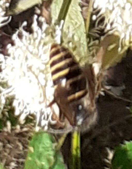 Valokuvaaja: Maarit Pietiläinen