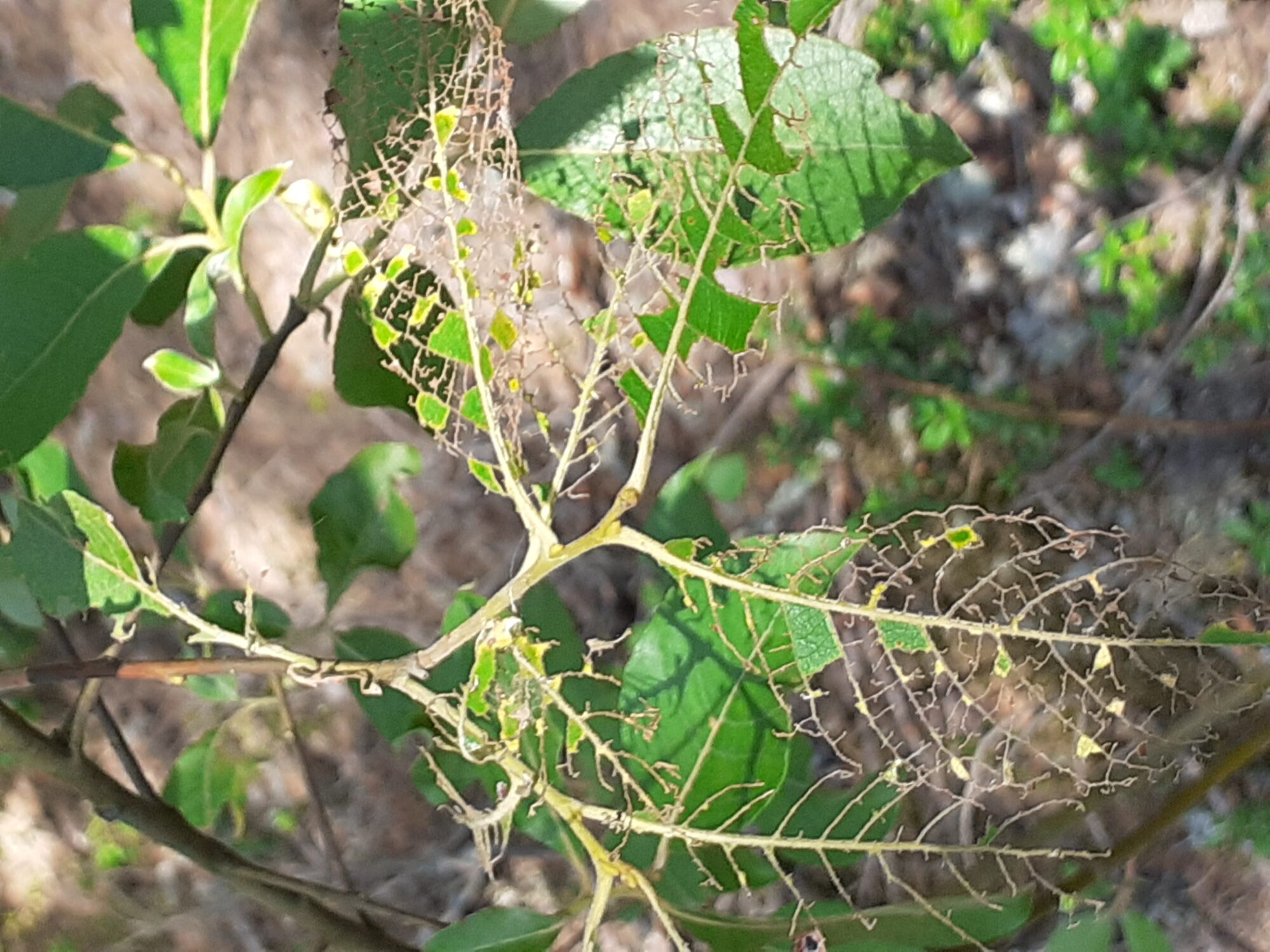 Valokuvaaja: Maarit Pietiläinen