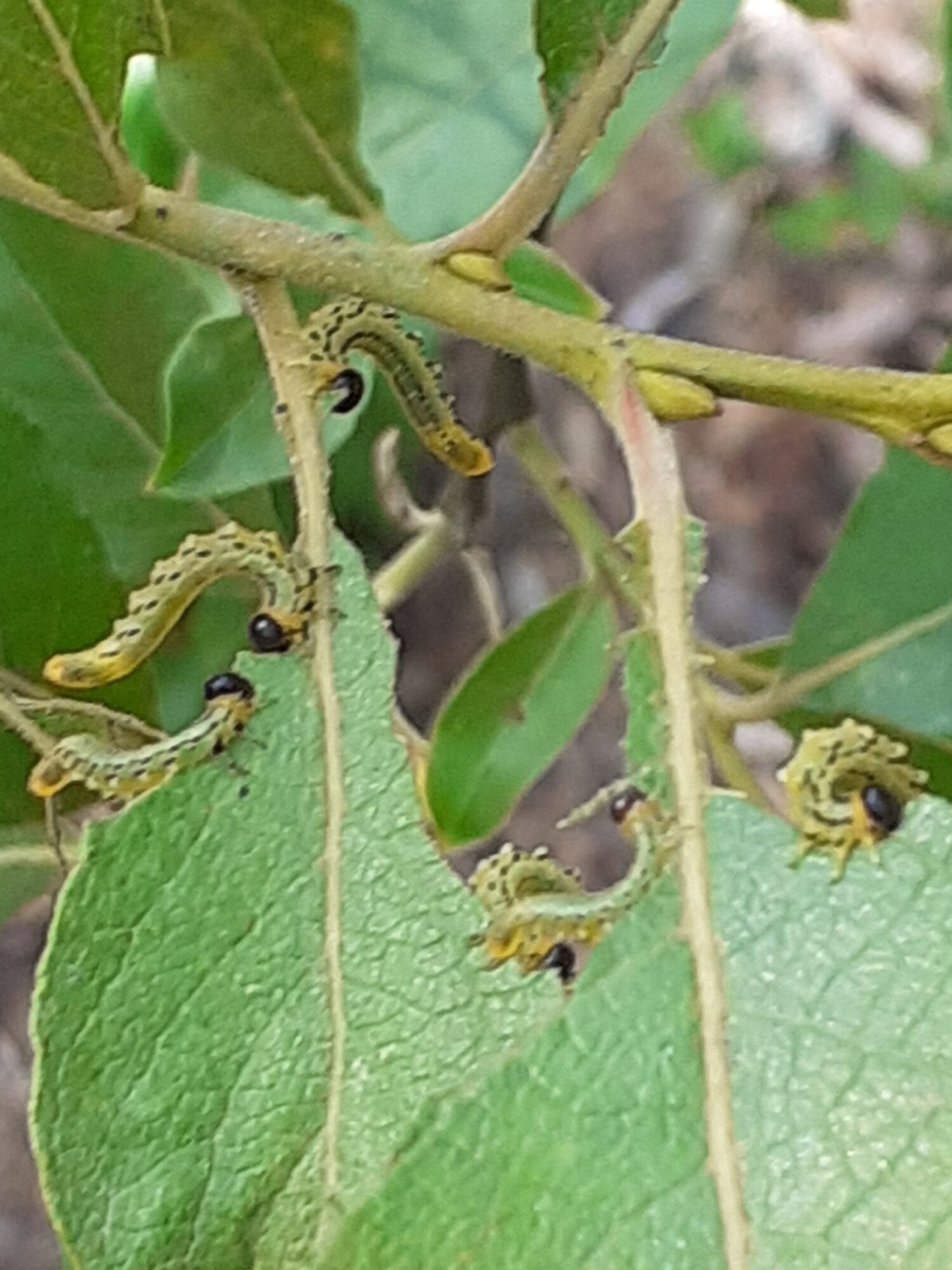 Valokuvaaja: Maarit Pietiläinen Valokuvaaja: Maarit Pietiläinen