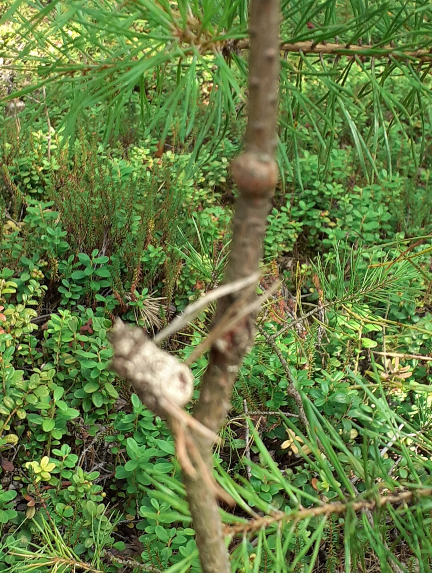 Valokuvaaja: Maarit Pietiläinen