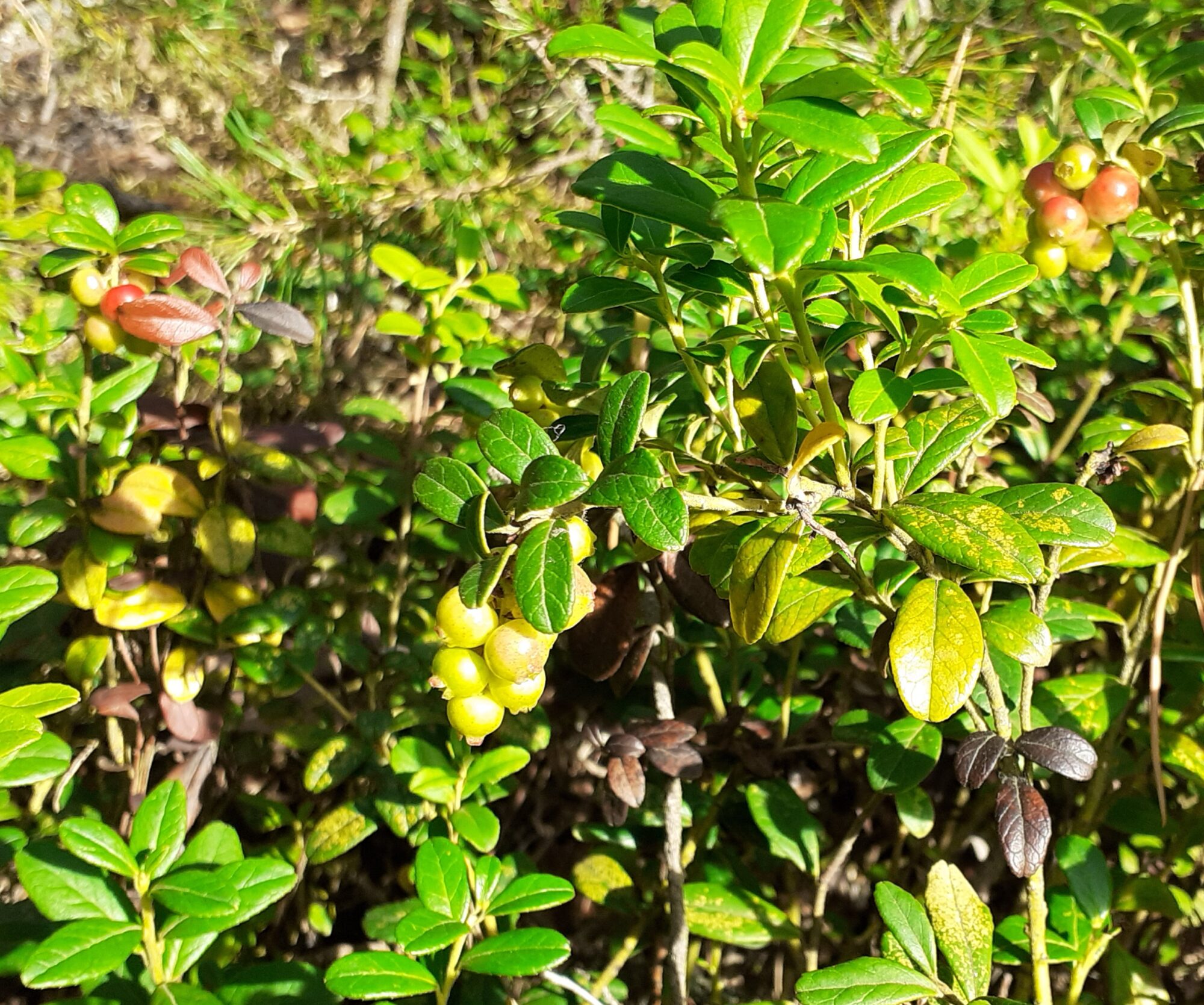 Valokuvaaja: Maarit Pietiläinen