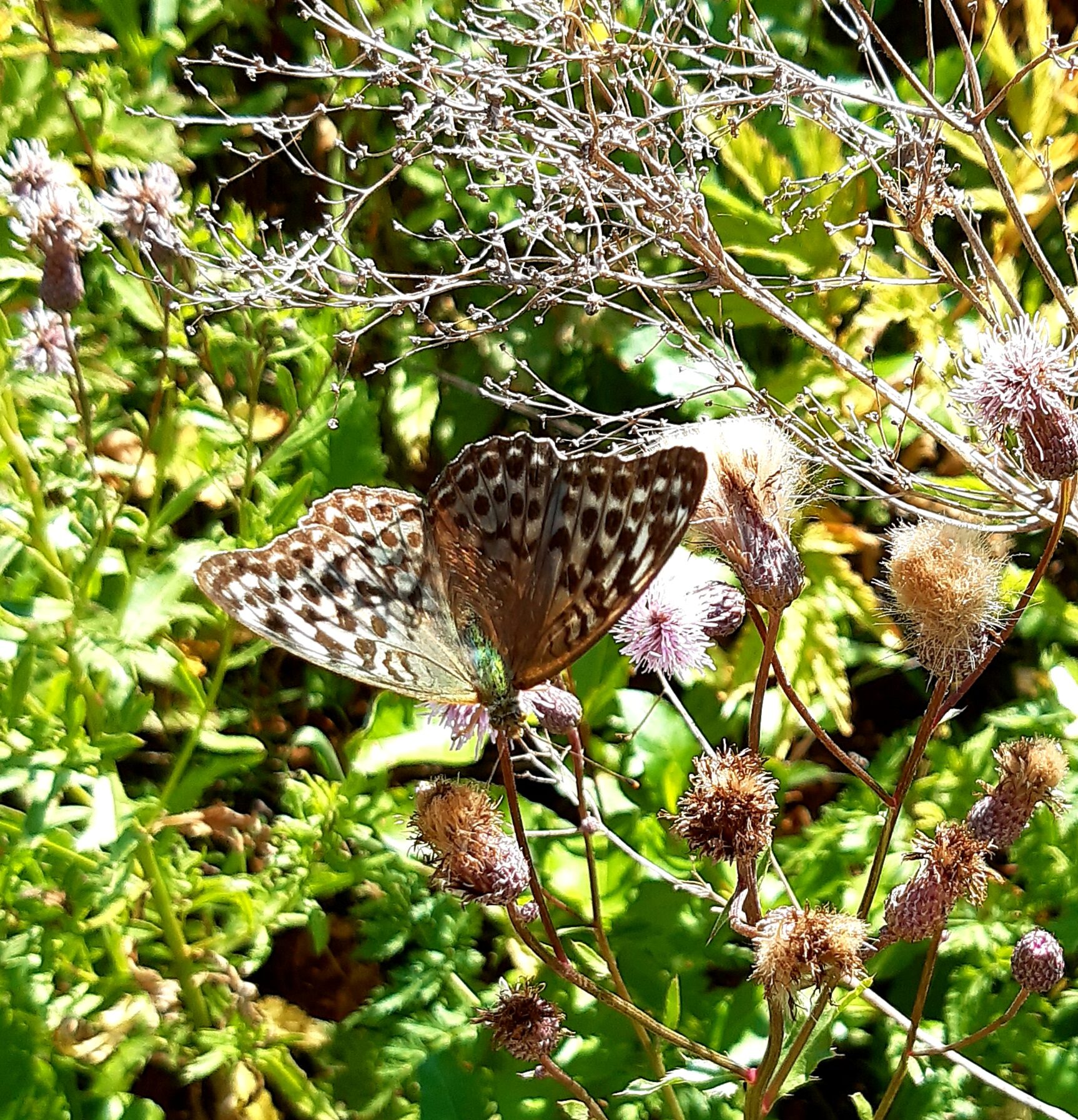 Valokuvaaja: Lasse Lahti-Nuuttila