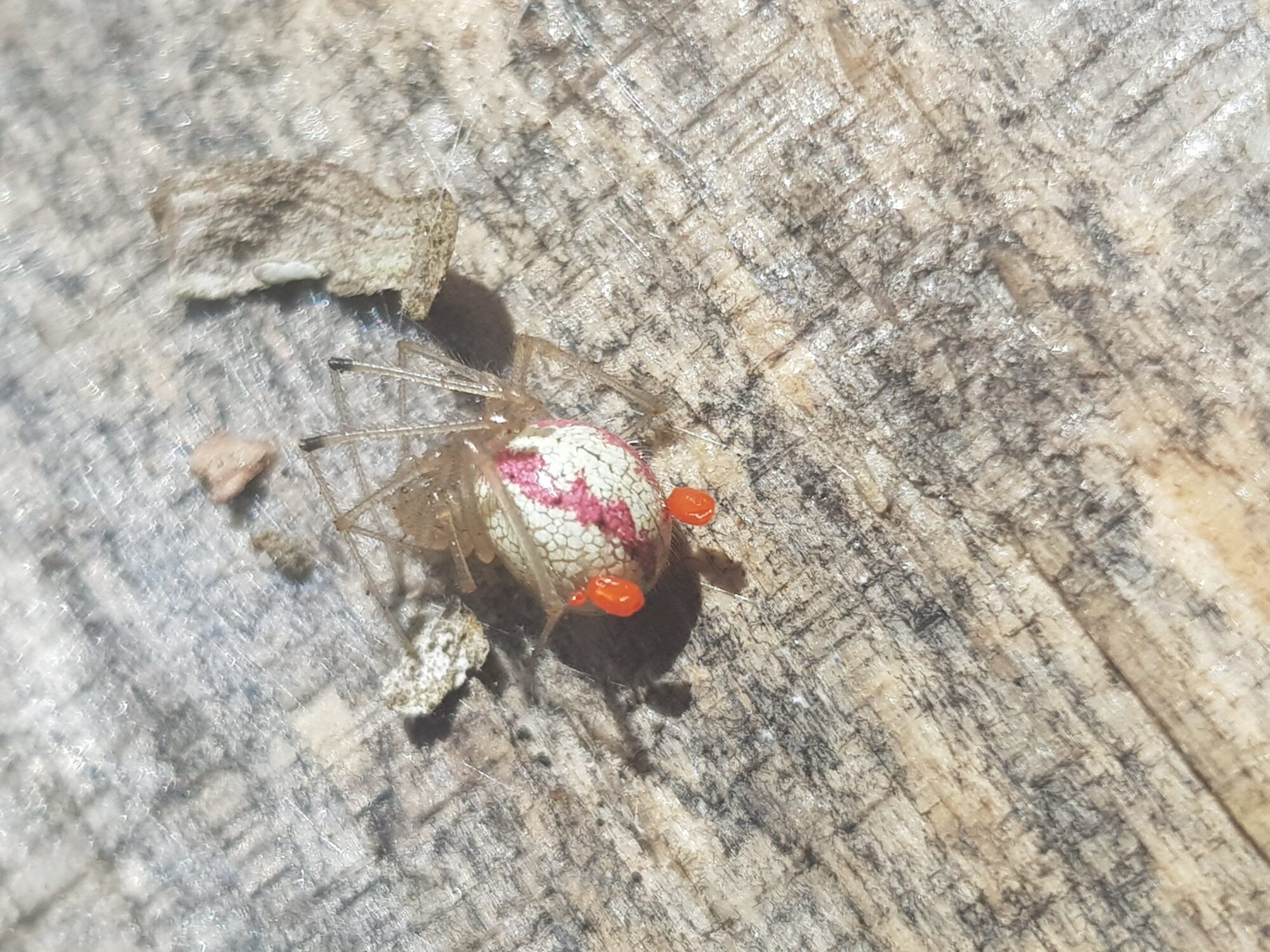 Valokuvaaja: Hetaniina Salo