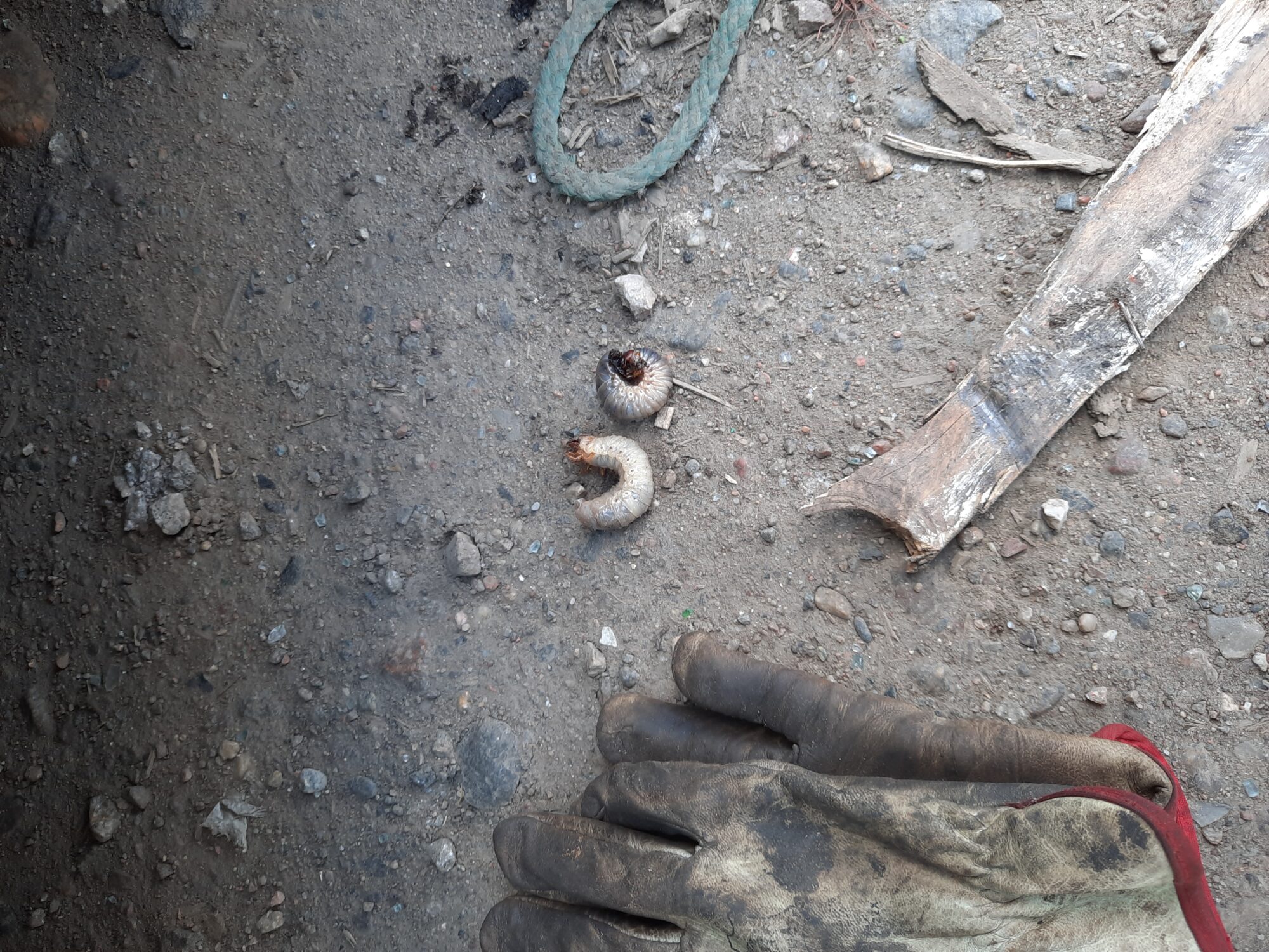 Valokuvaaja: Antti Kuusela