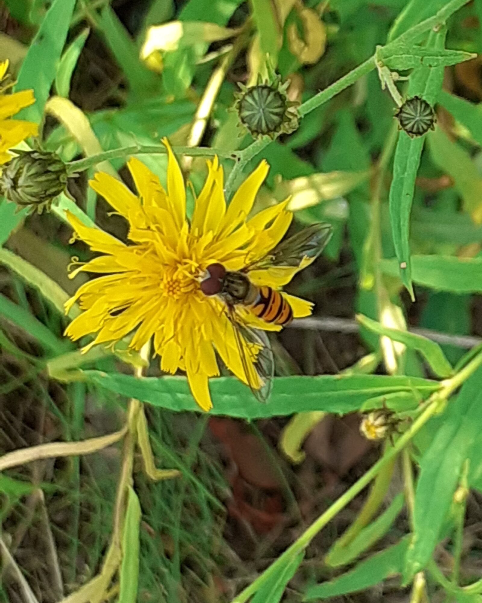 Valokuvaaja: Maarit Pietiläinen