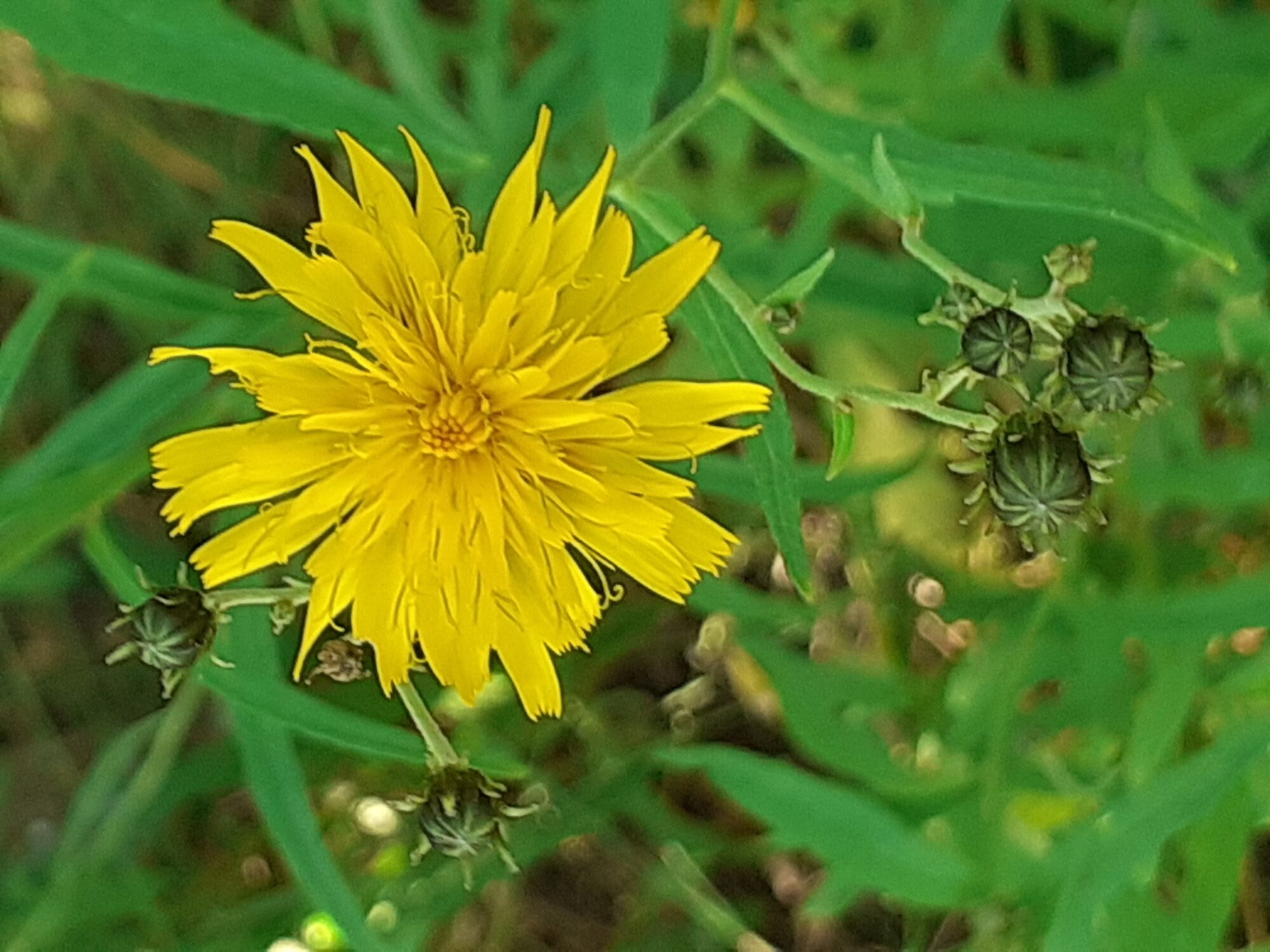 Valokuvaaja: Maarit Pietiläinen