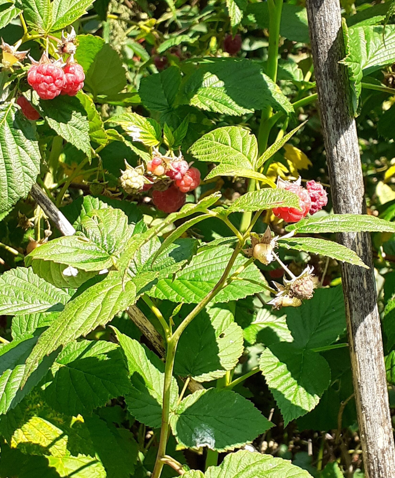 Valokuvaaja: Maarit Pietiläinen