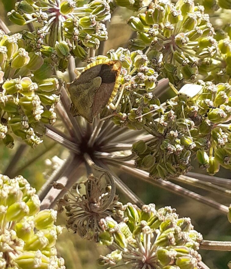 Valokuvaaja: Maarit Pietiläinen