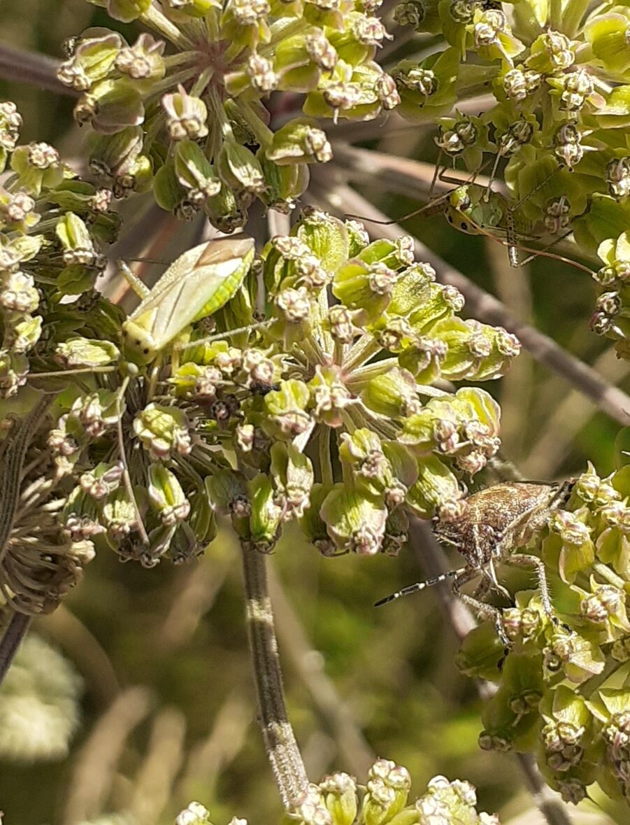 Valokuvaaja: Maarit Pietiläinen