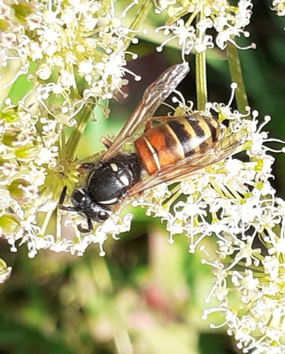 Valokuvaaja: Maarit Pietiläinen