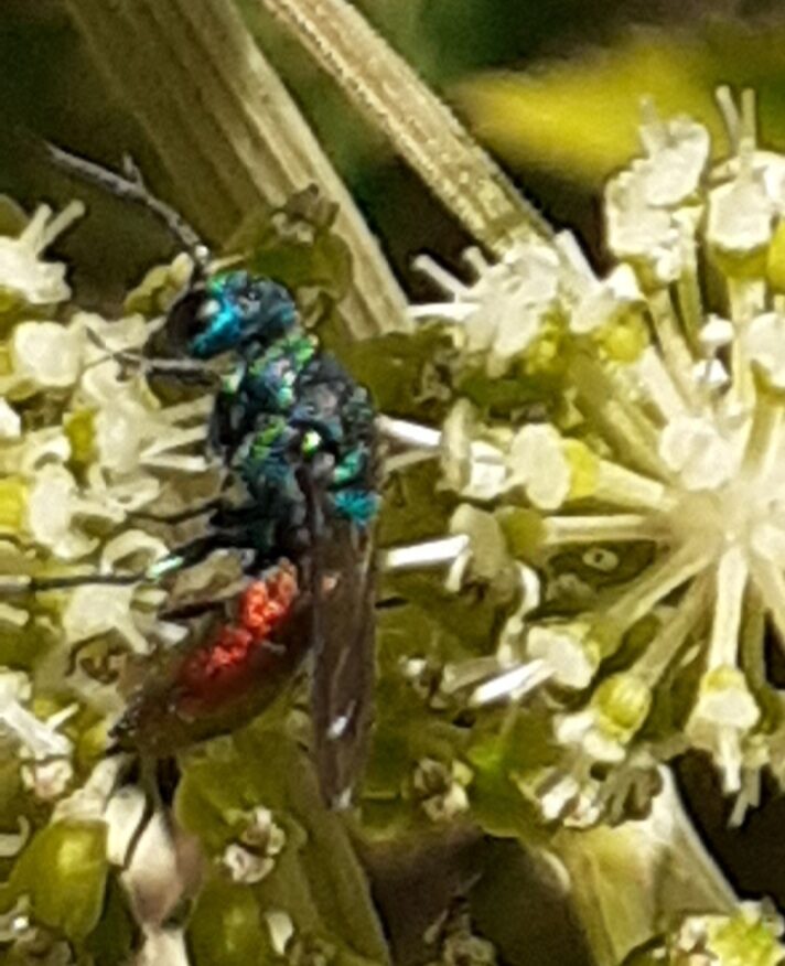 Valokuvaaja: Maarit Pietiläinen