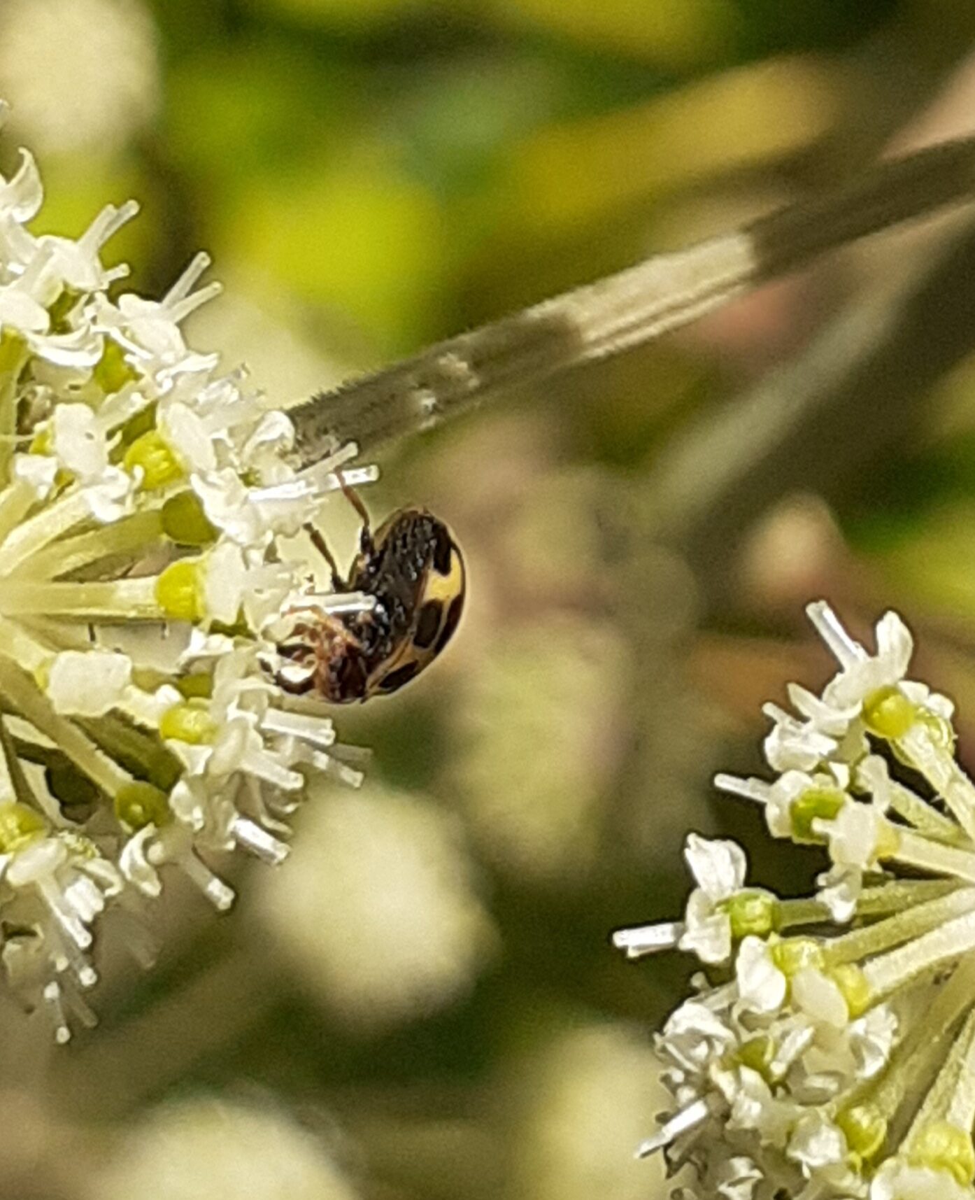 Valokuvaaja: Maarit Pietiläinen