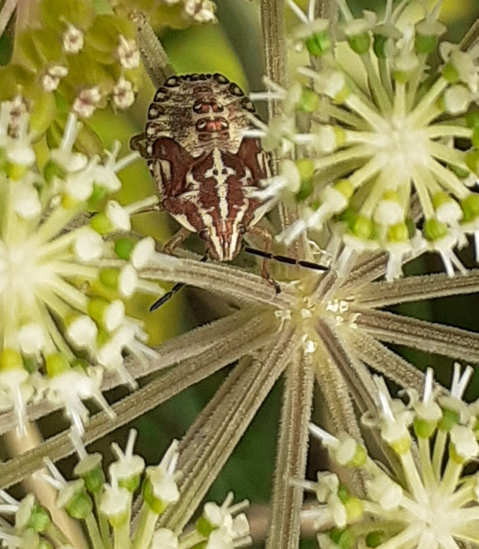 Valokuvaaja: Maarit Pietiläinen