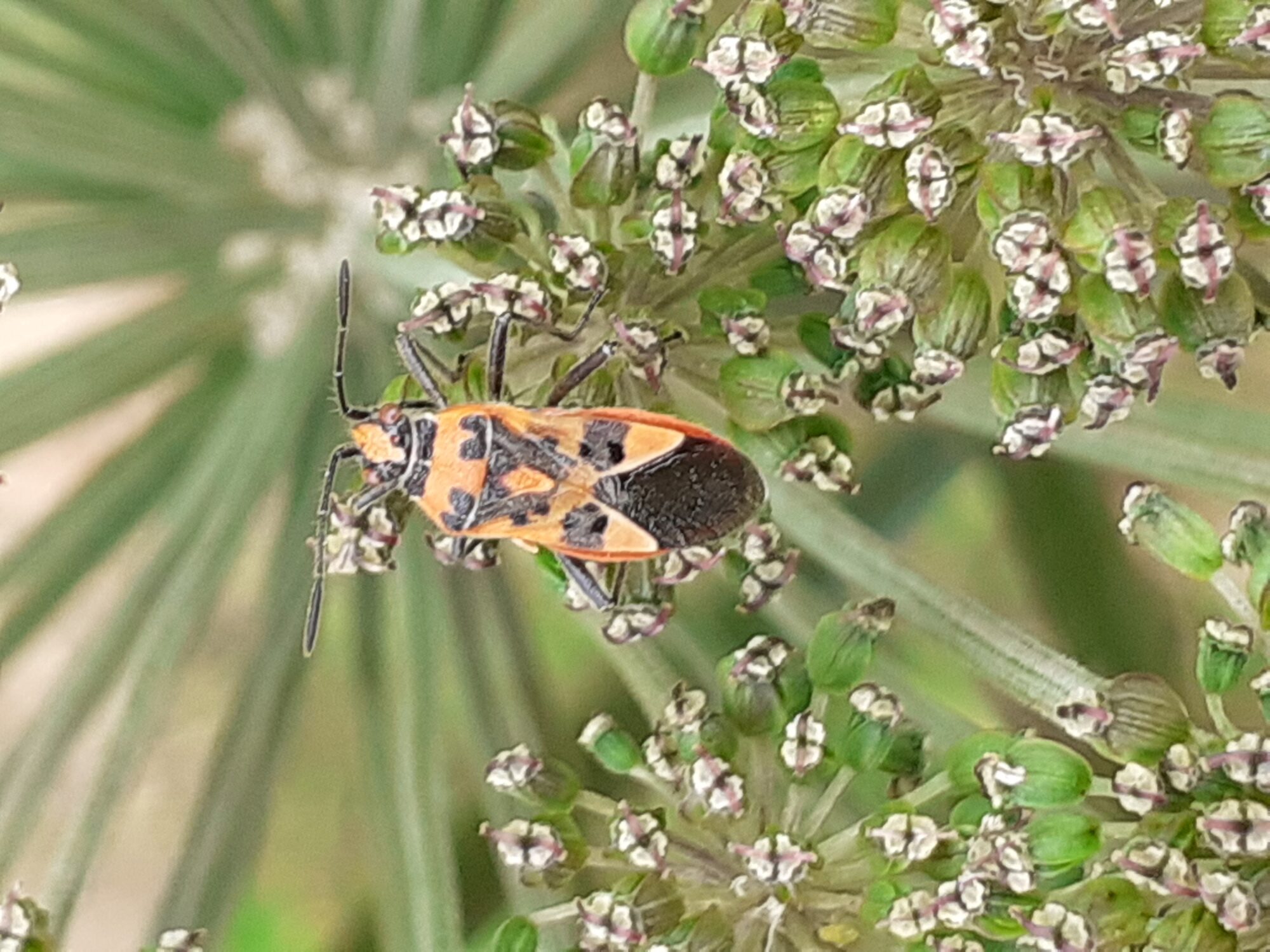 Valokuvaaja: Maarit Pietiläinen