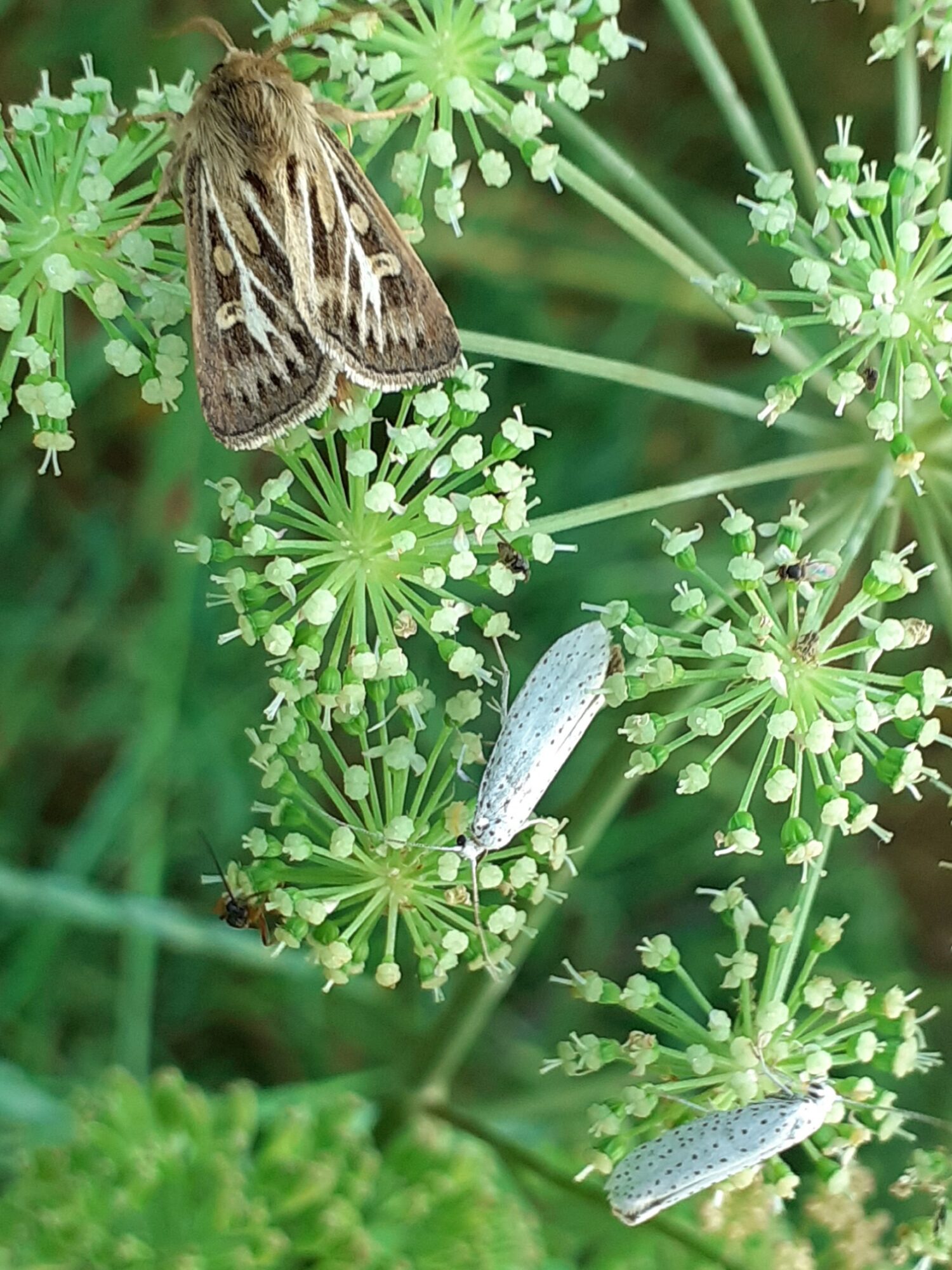 Valokuvaaja: Maarit Pietiläinen