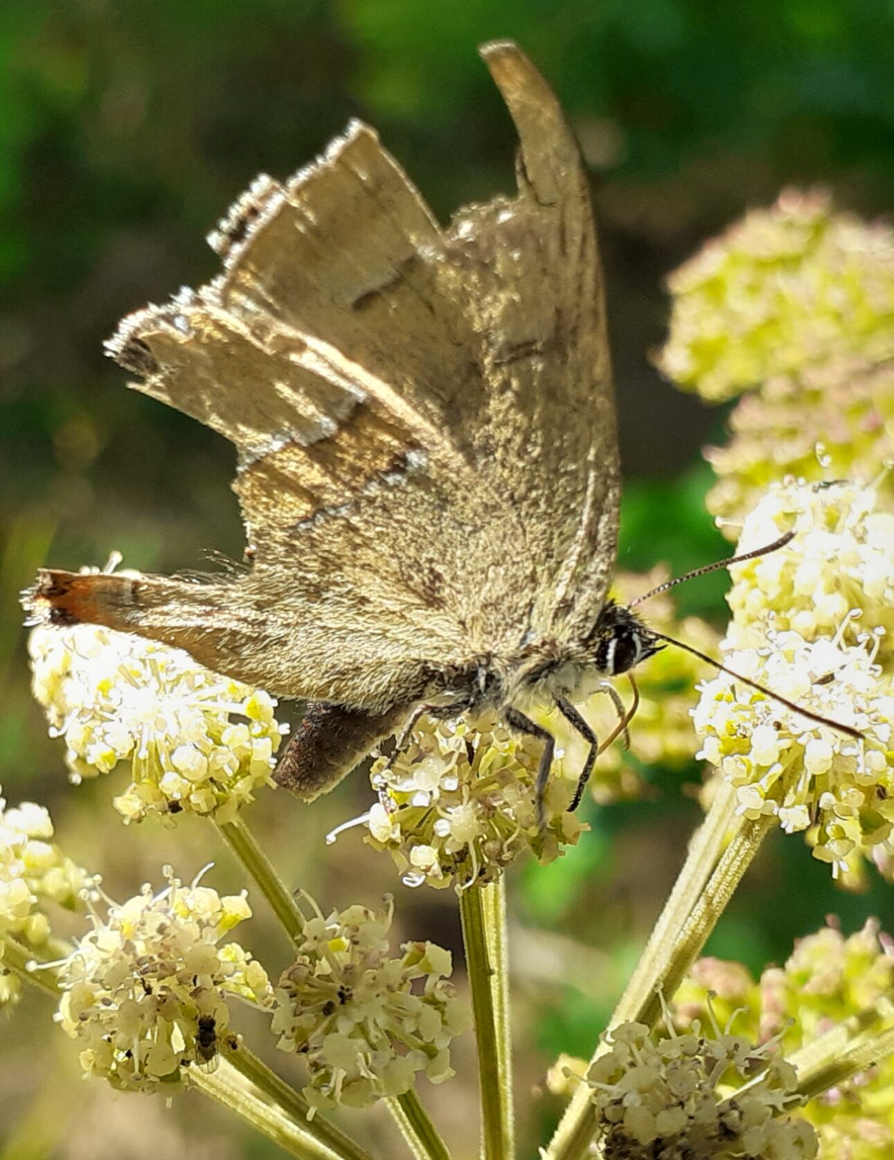 Valokuvaaja: Maarit Pietiläinen