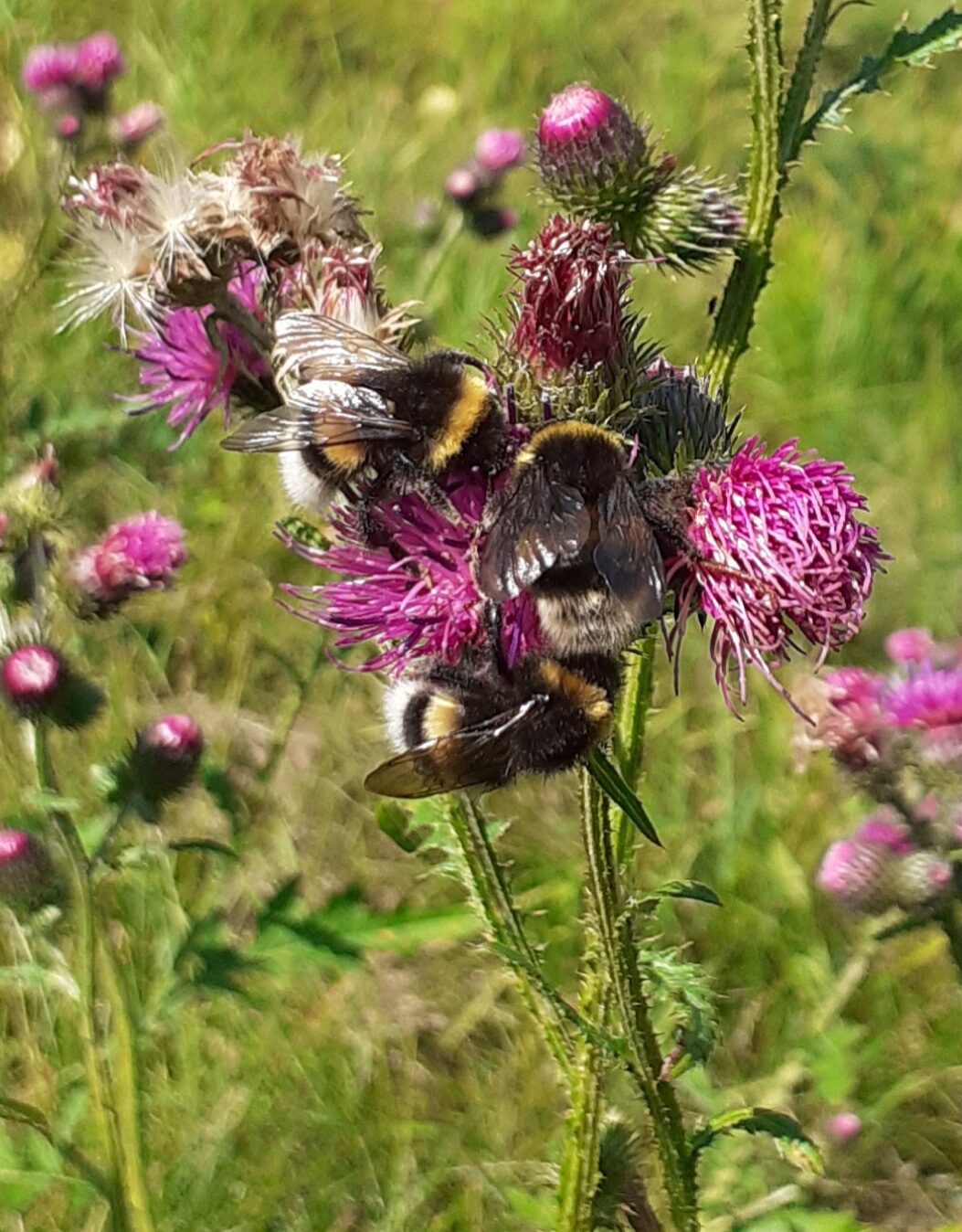Valokuvaaja: Maarit Pietiläinen