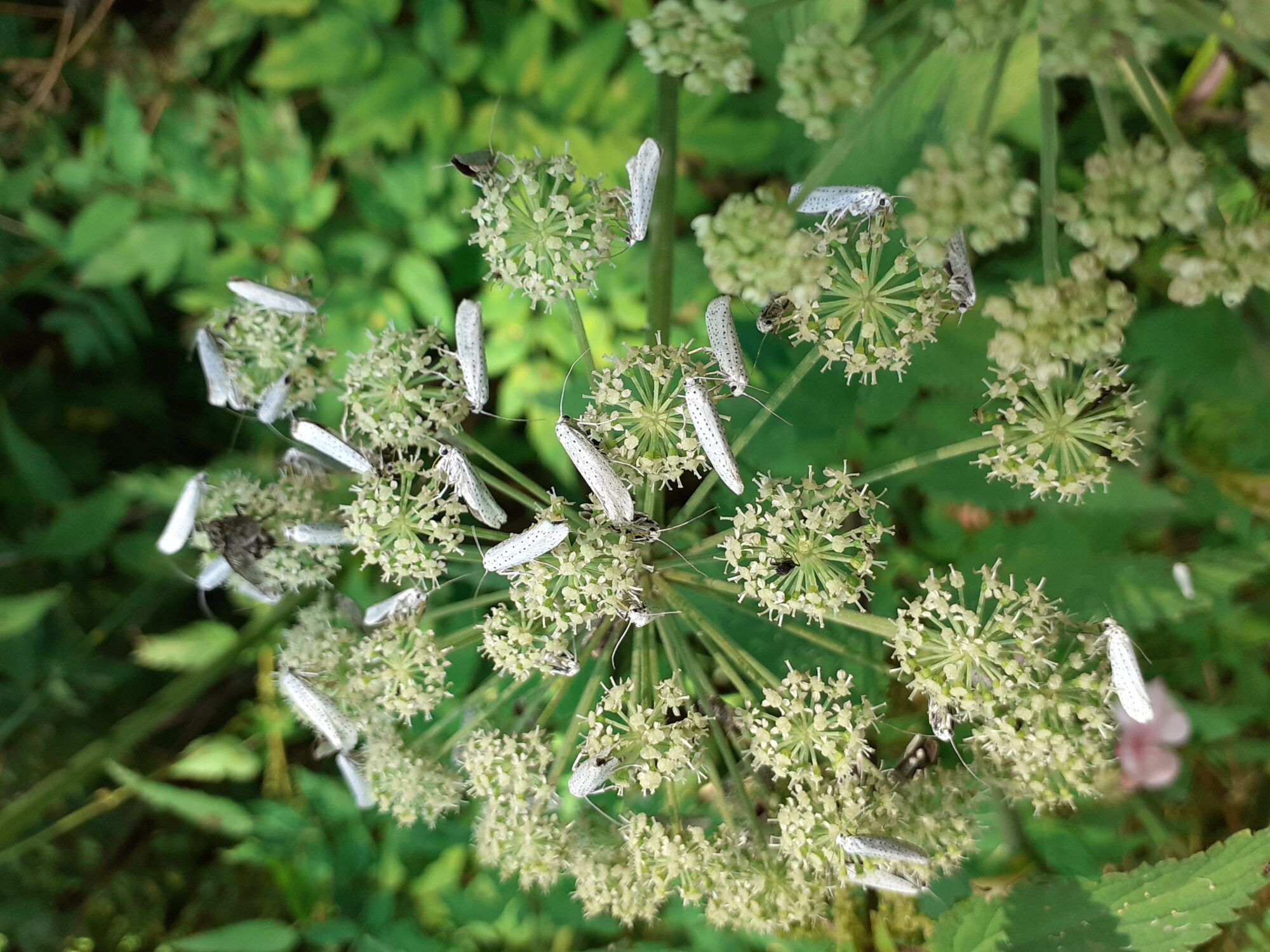 Valokuvaaja: Maarit Pietiläinen