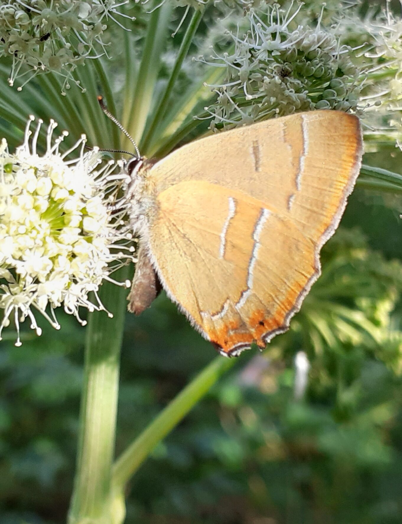 Valokuvaaja: Maarit Pietiläinen