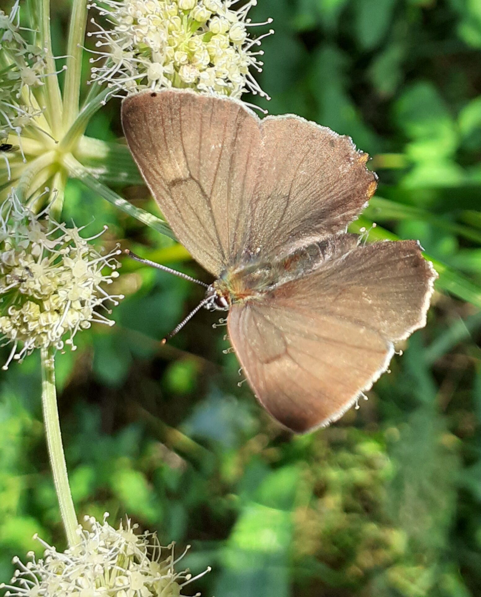 Valokuvaaja: Maarit Pietiläinen