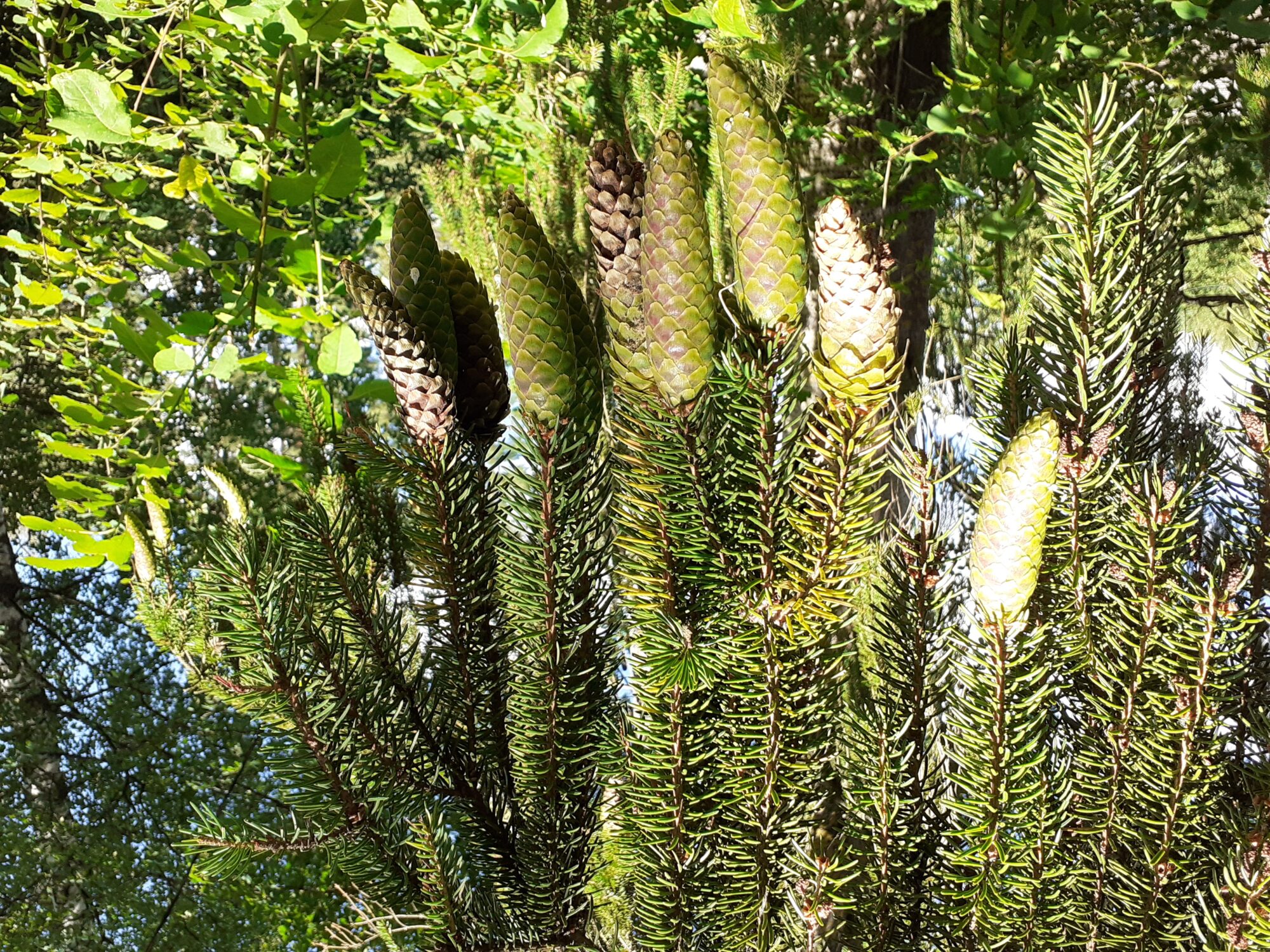 Valokuvaaja: Maarit Pietiläinen